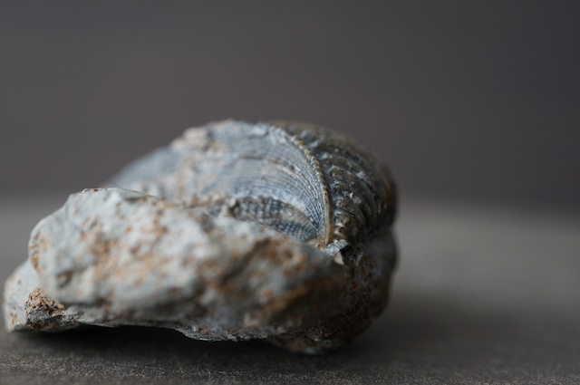 ドイツ産トリゴニア化石 Trigonia interlaevigata 1953