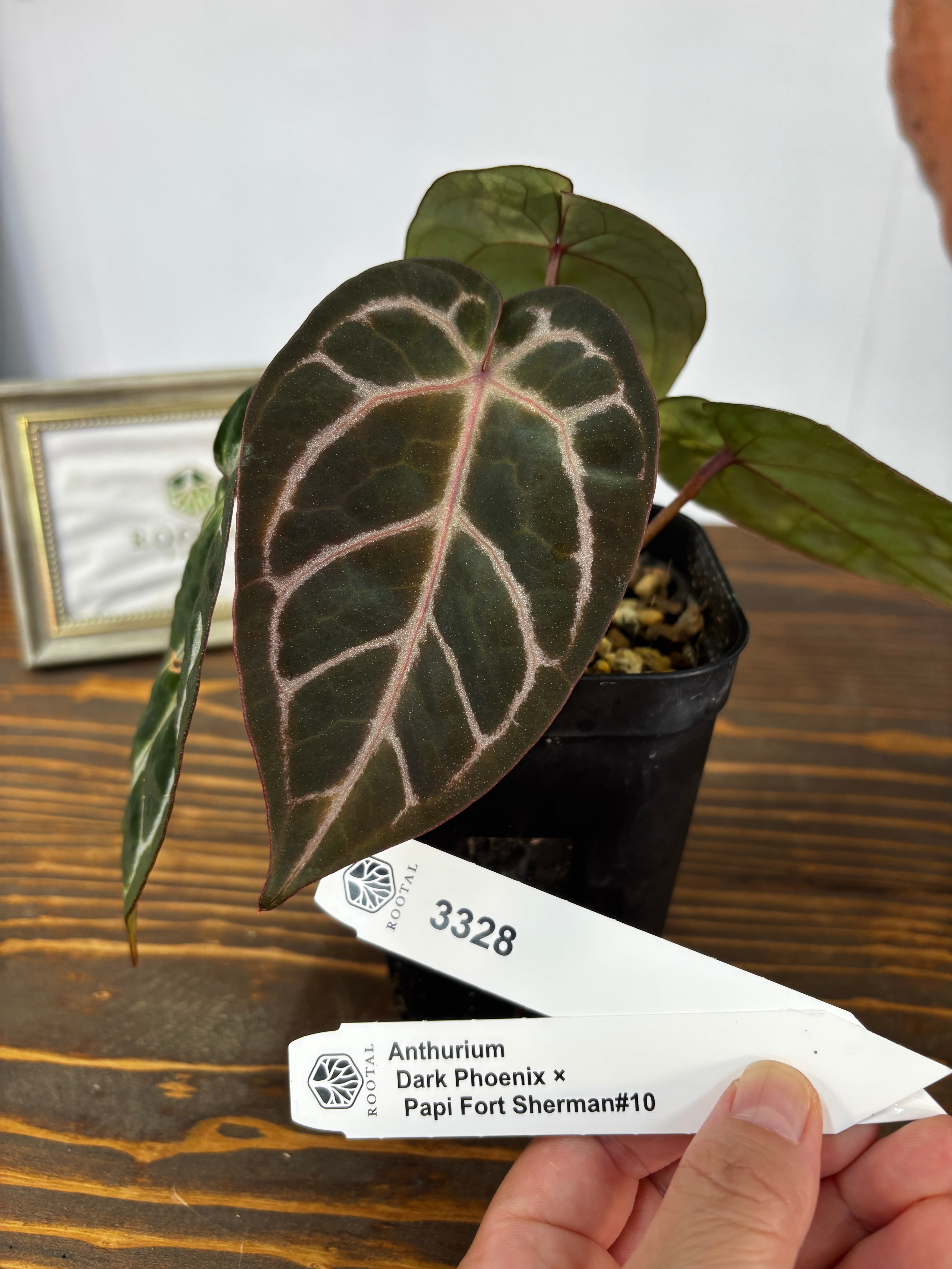 新登場★3328 アンスリウム ダークフェニックス×パピフォートシャーマン#10(3.5号ロング硬質ポット)