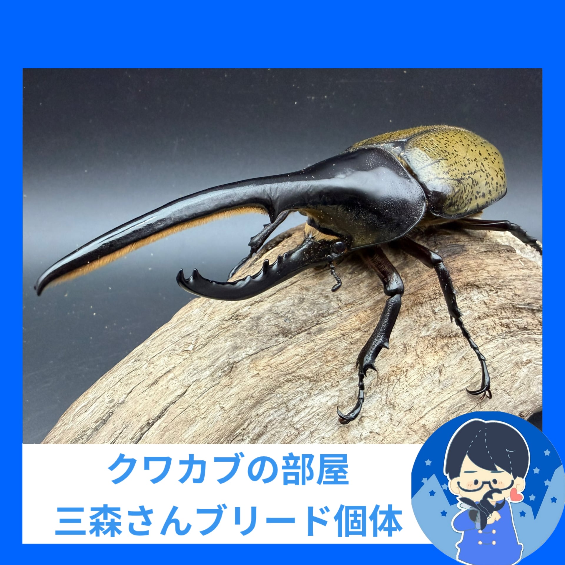 クワカブの部屋』公式 日本と世界のカブトムシ・クワガタ飼い方&原色