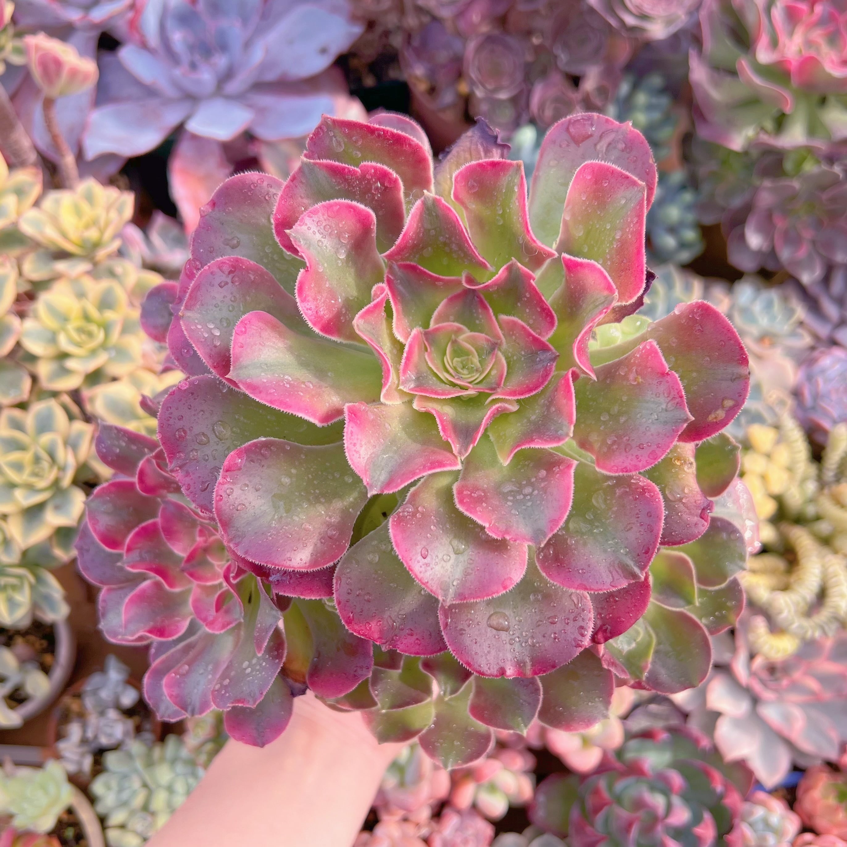 現品　アフラダイティ変異#722　特大群生　るる農園