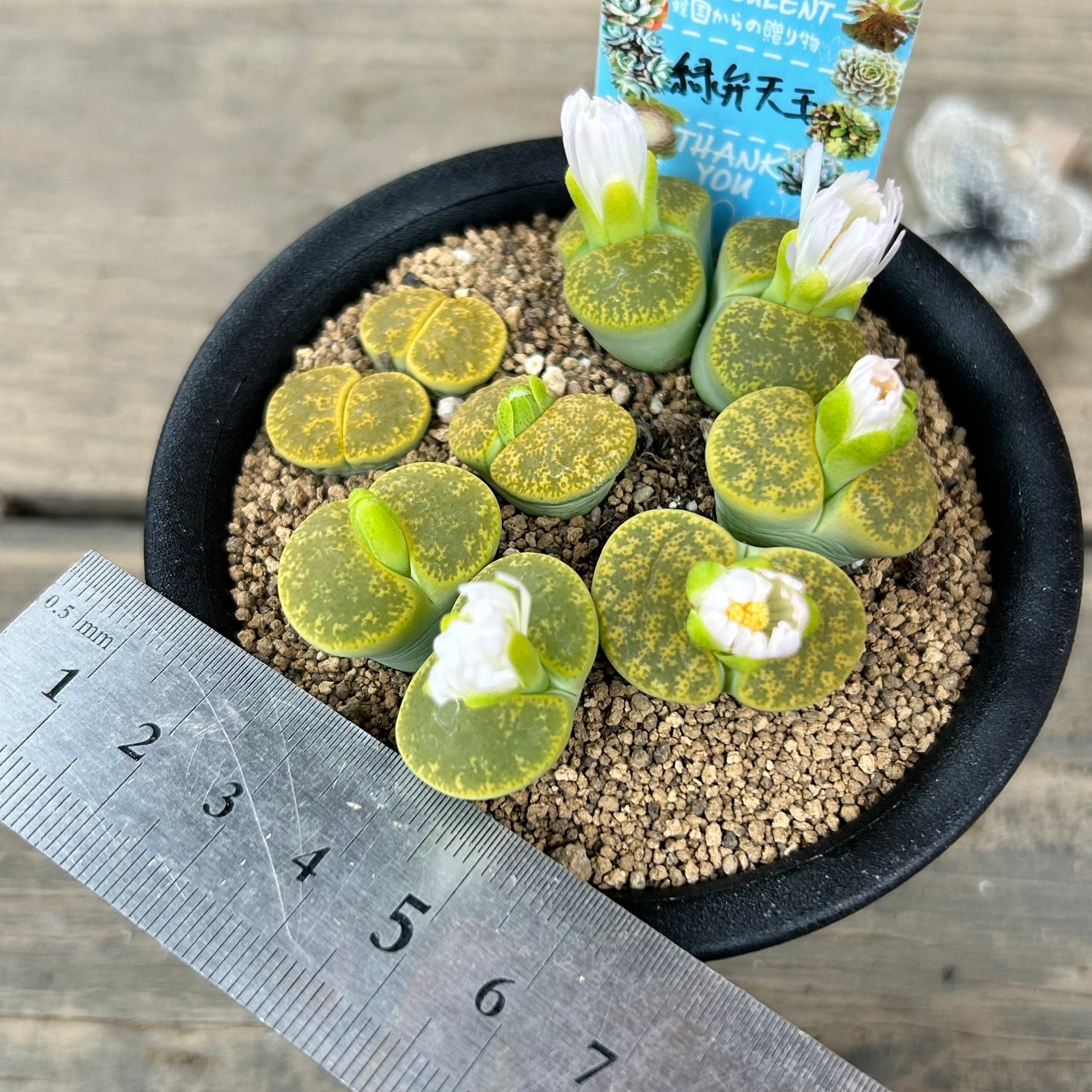 緑弁天玉 | RuPo 多肉植物専門店