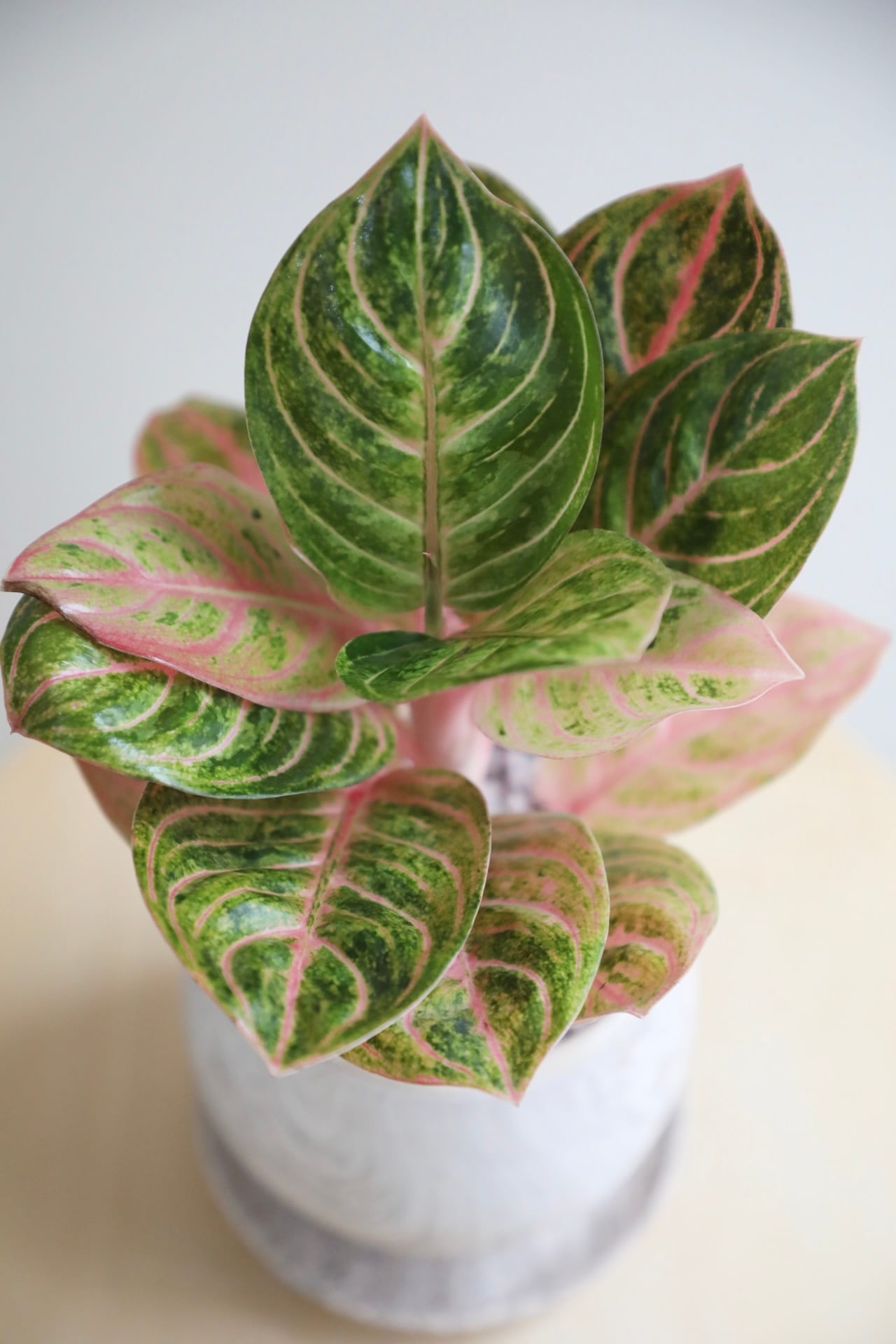 アグラオネマ 希少】【M】アグラオネマ パーフェクトサイアム/Aglaonema | 【厳選