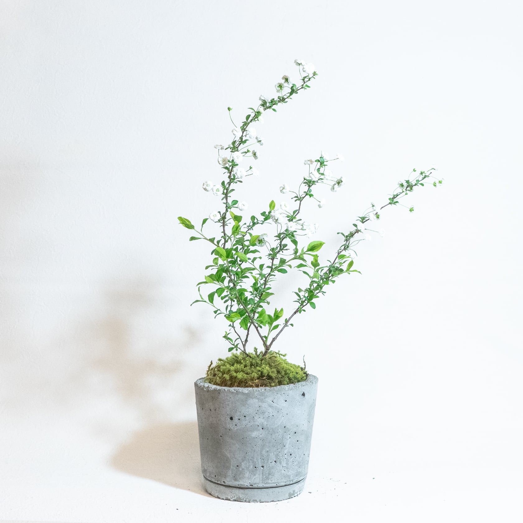 ＼送料無料／≪ 観葉植物 ≫お庭やベランダで育てるシジミバナと苔の鉢植え｜無機質でどんな場所とも相性のいい手作りモルタル鉢