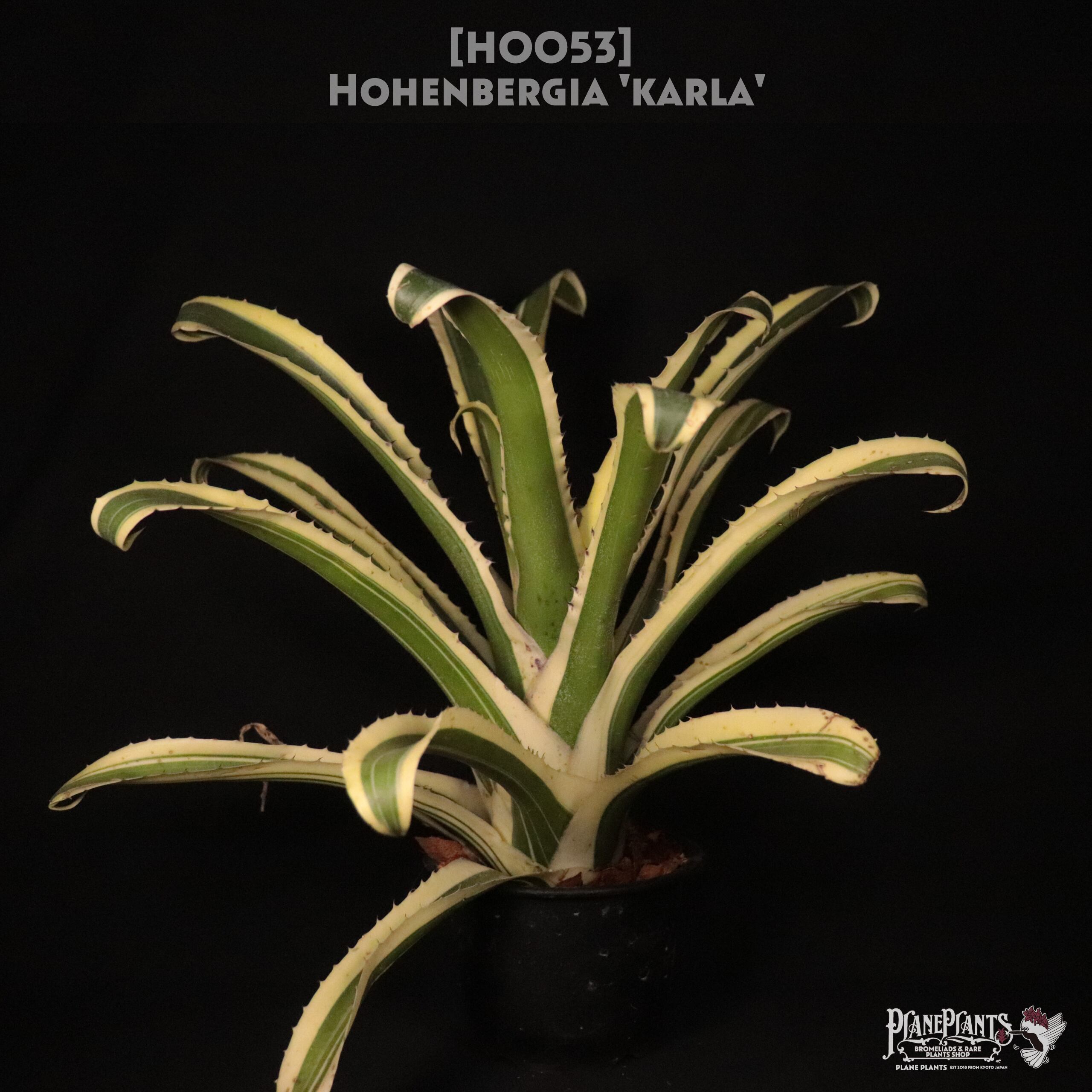 【送料無料】 Hohenbergia 'Karla'〔ホヘンベルギア〕現品発送H0053