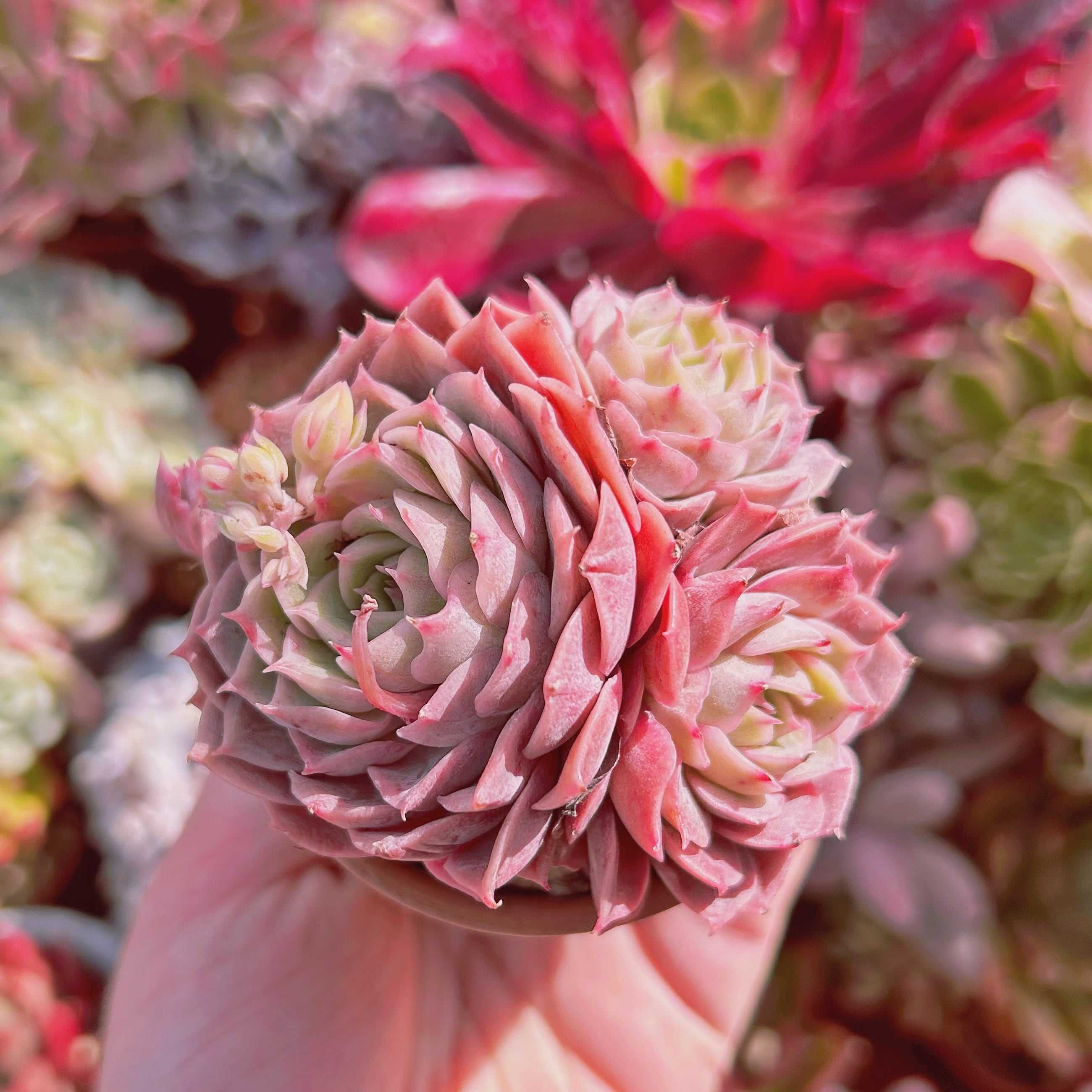 超美苗　多肉植物　薄紫  オンスロー　3～5頭　群生