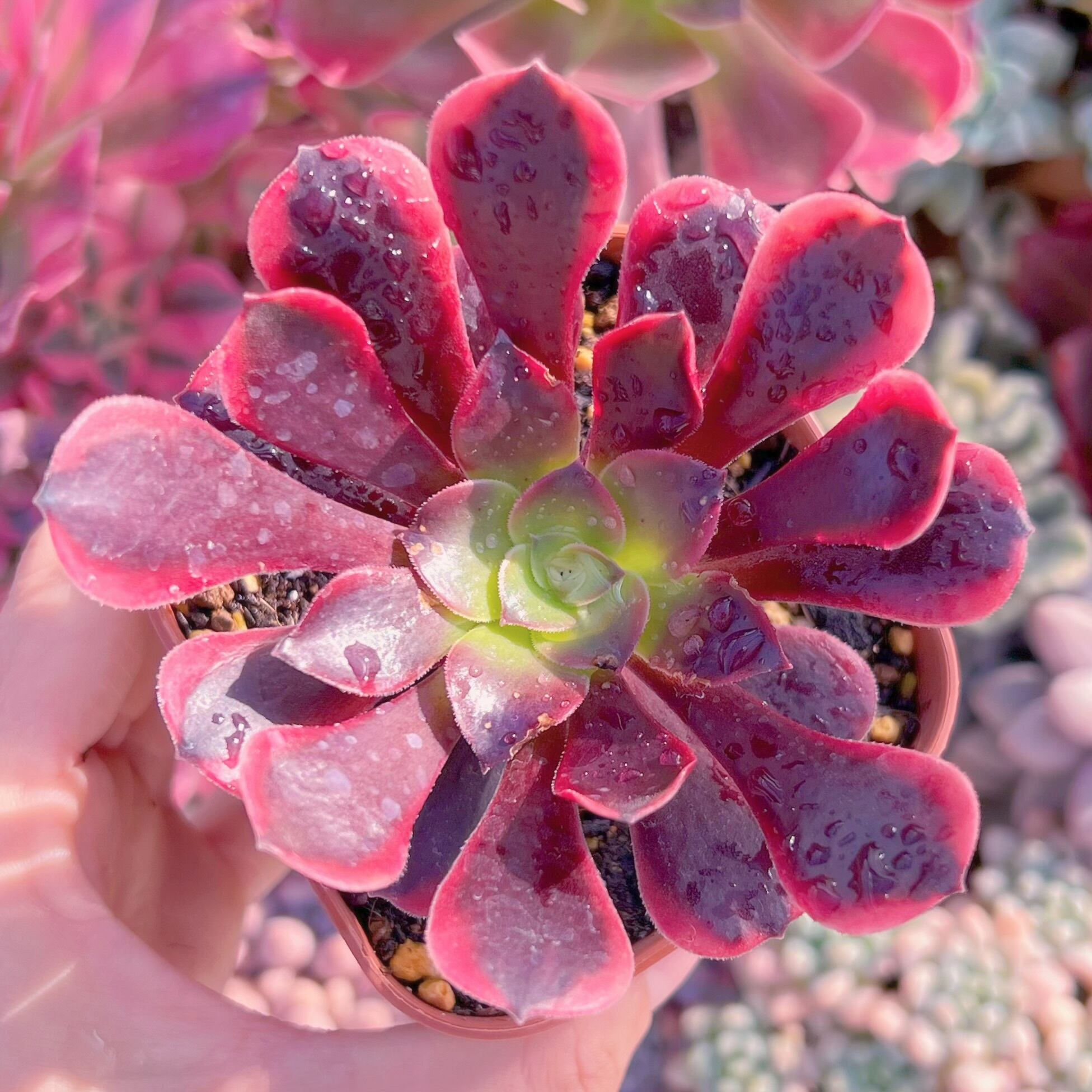 現品　メデューサ#341　新入荷　るる農園