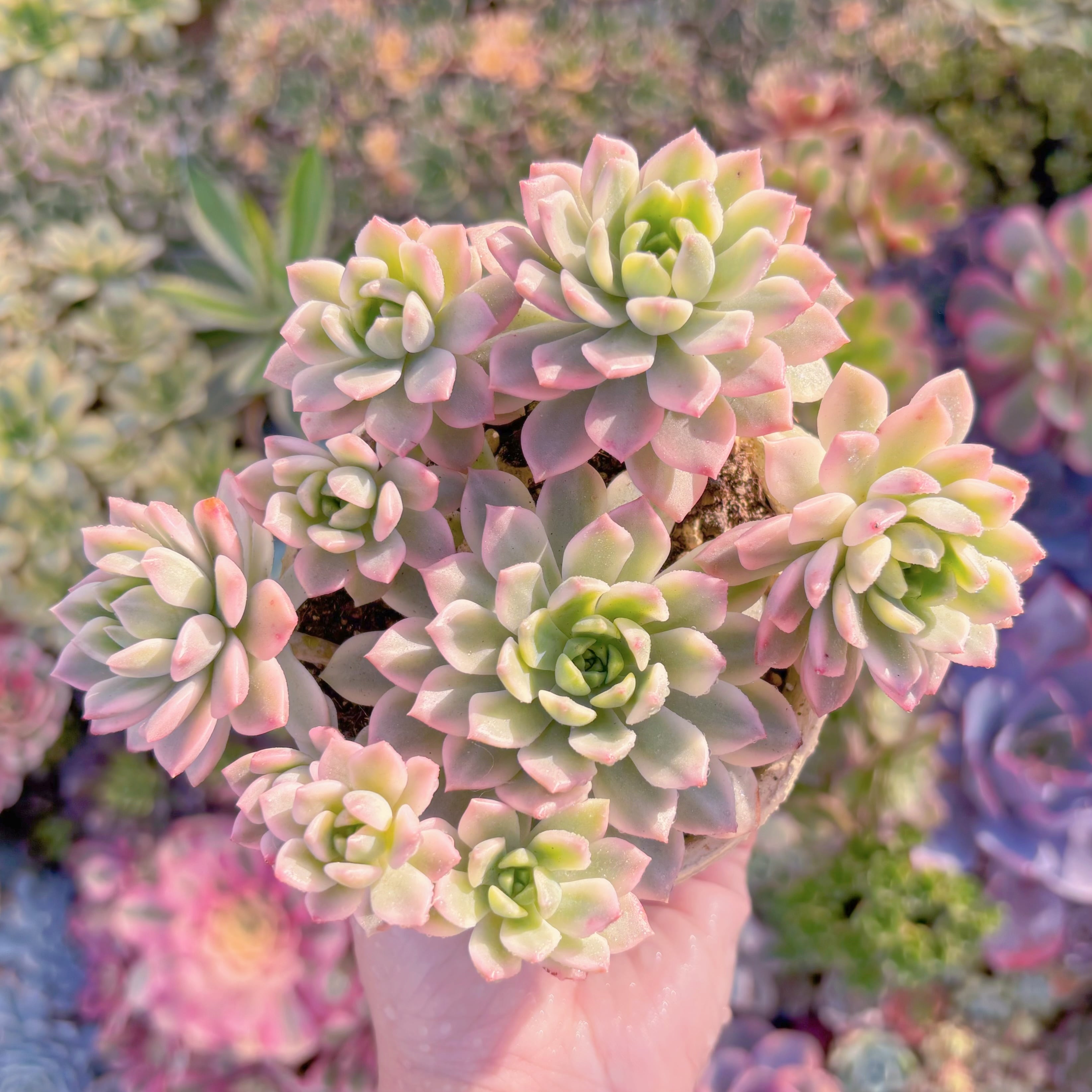 多肉植物　マッコス錦6頭から　群生　新入荷　るる農園