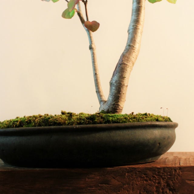 雑木盆栽 桂(カツラ) | 盆栽と山野草の植物店 八百日 ヤオカプランツ
