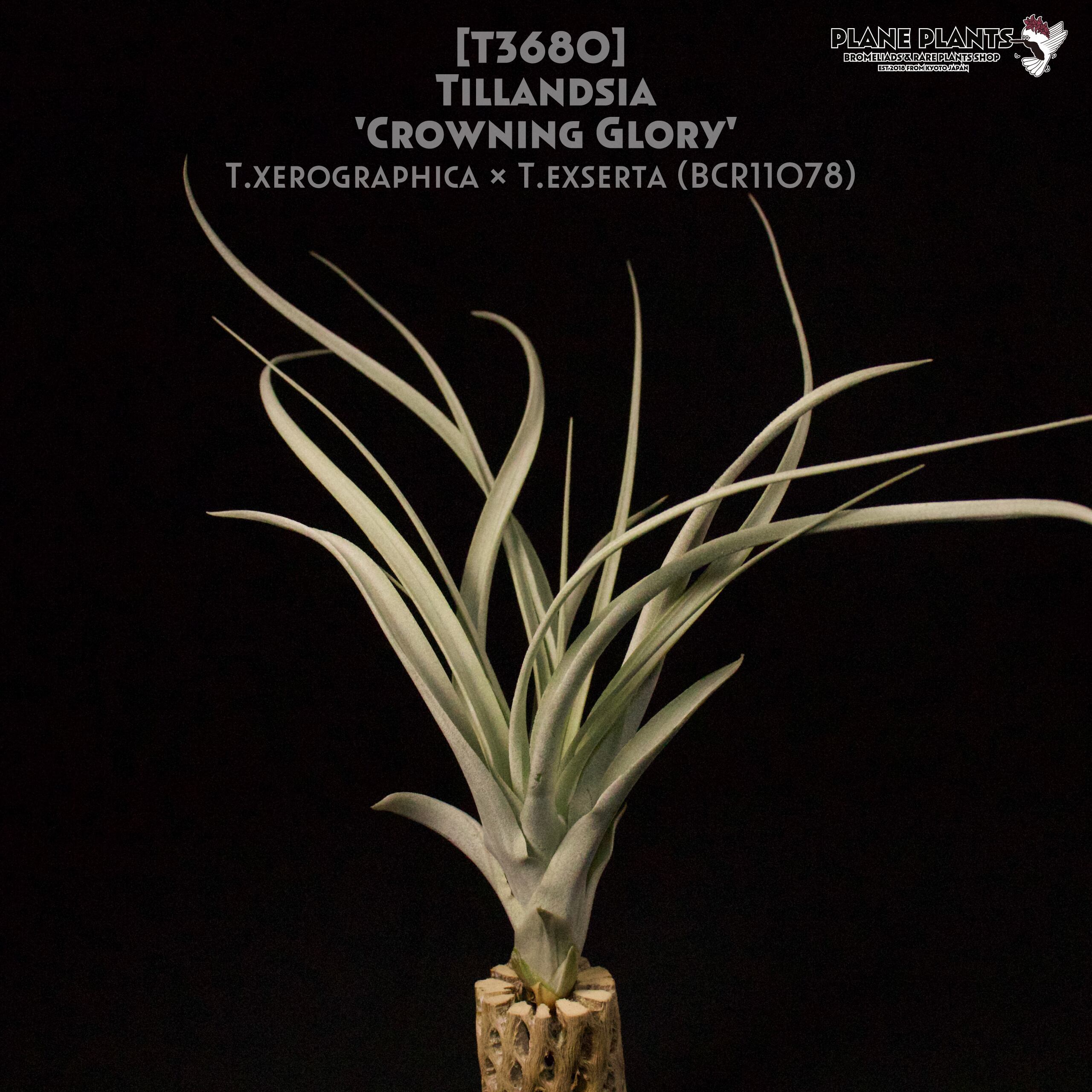 【reserved】'Crowning Glory'〔エアプランツ〕現品発送T3680