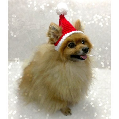 予約 ペットコスプレ クリスマス サンタ帽子 ニット帽子 ペット用帽子 犬コスプレ 猫コスプレ ペットグッズ コスチューム 衣装 小型犬 中型犬 大型犬 サンタクロース コスチューム 仮装 ハンドメイド風 手編み風 かわいい v931