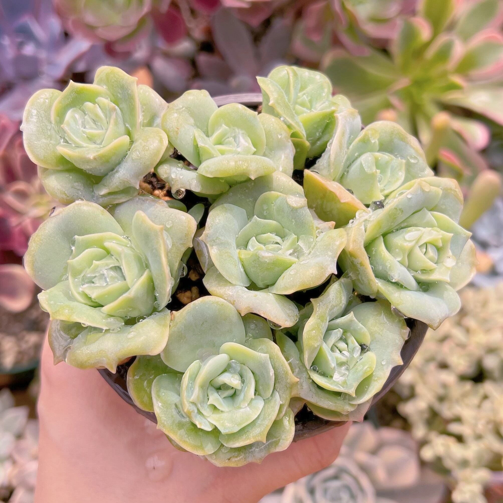 現品　ラブリーローズ#917   古株　るる農園