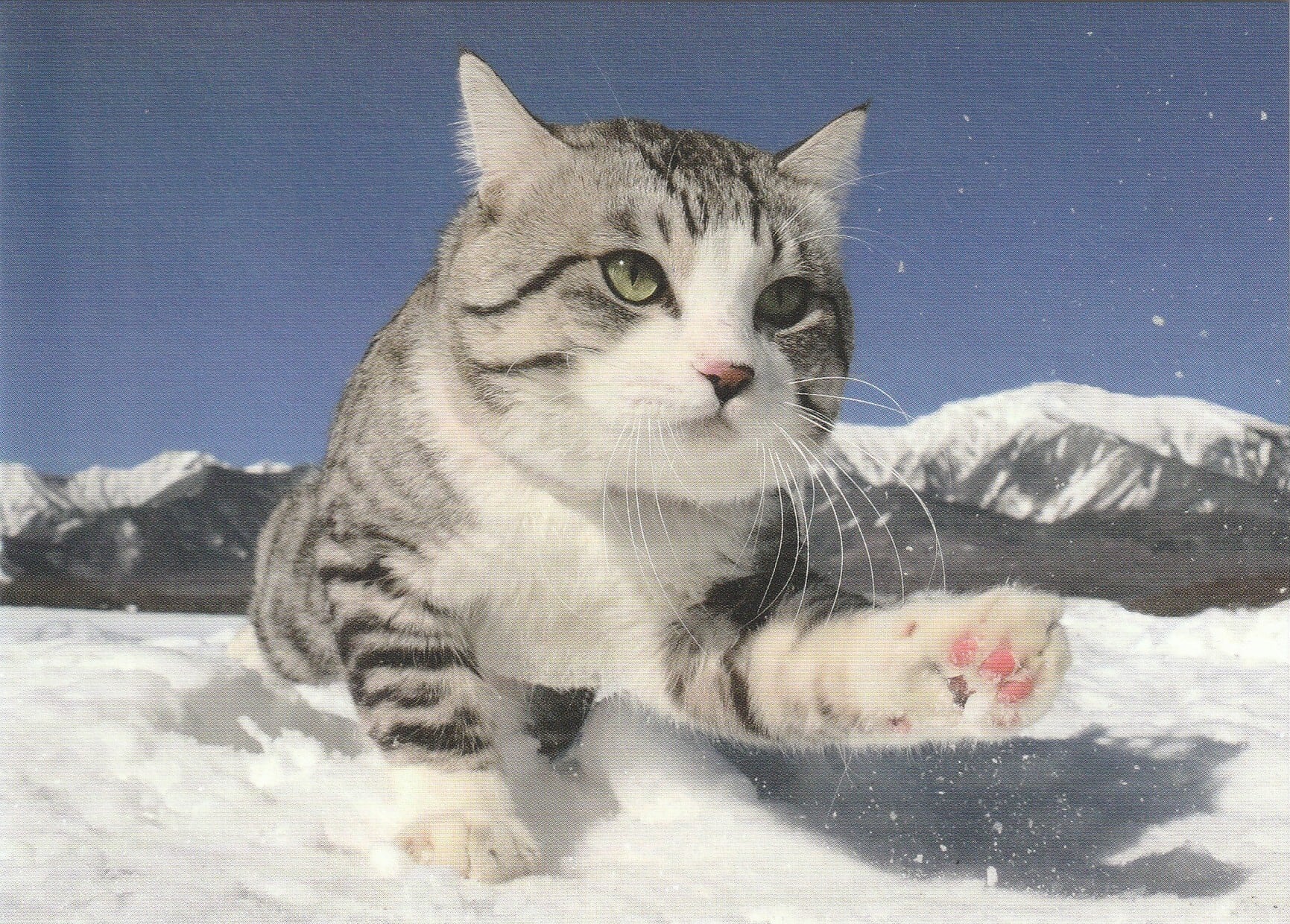 旅ネコ ニャン吉 フォトポストカード「雪山」 | 奈良の愛らしい猫のお