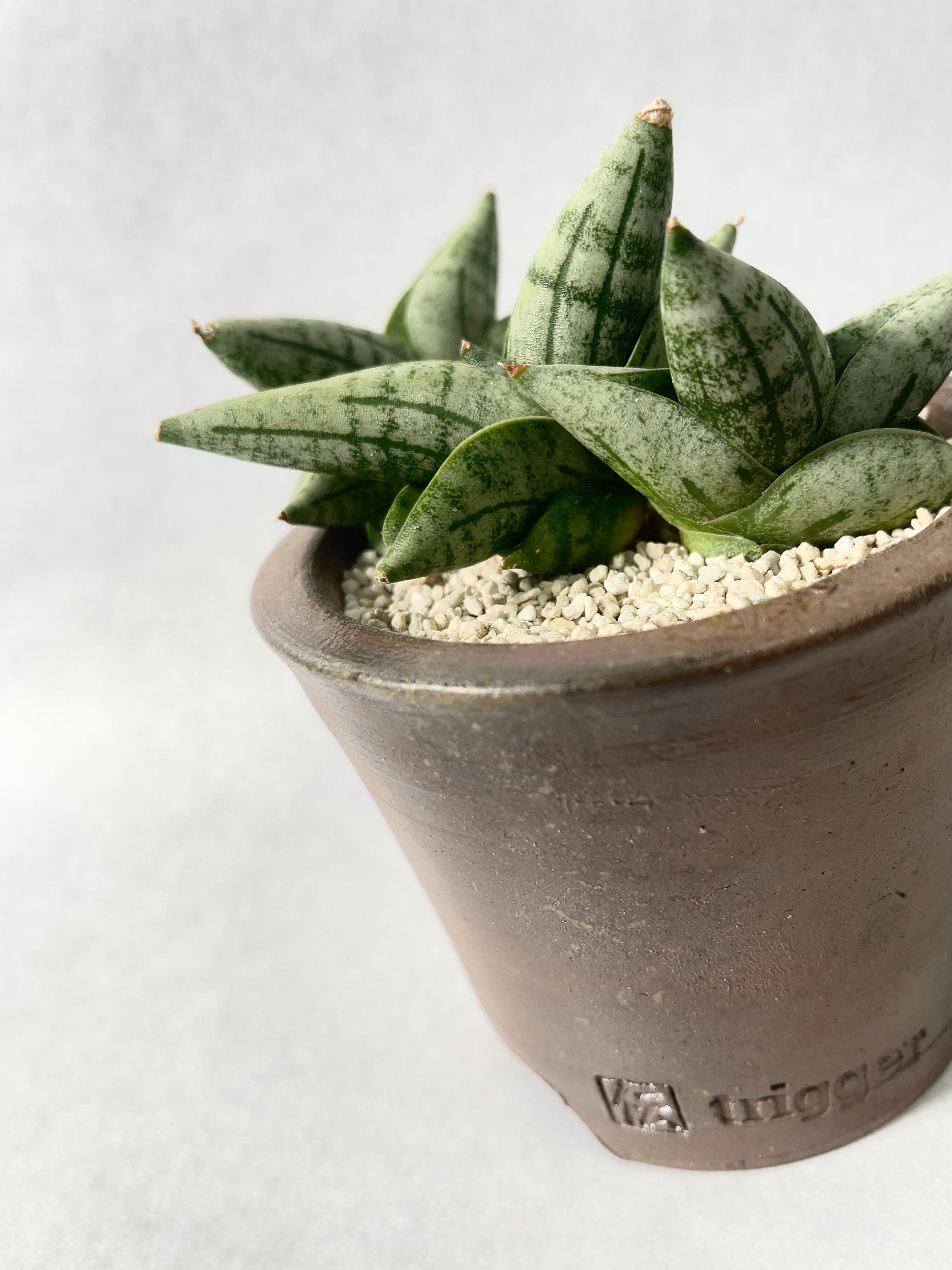 サンセベリア・ボンセレンシスミニ | trigger