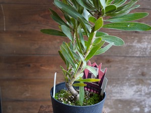 【現物】プロテア ”スペシャルピンクアイス” A