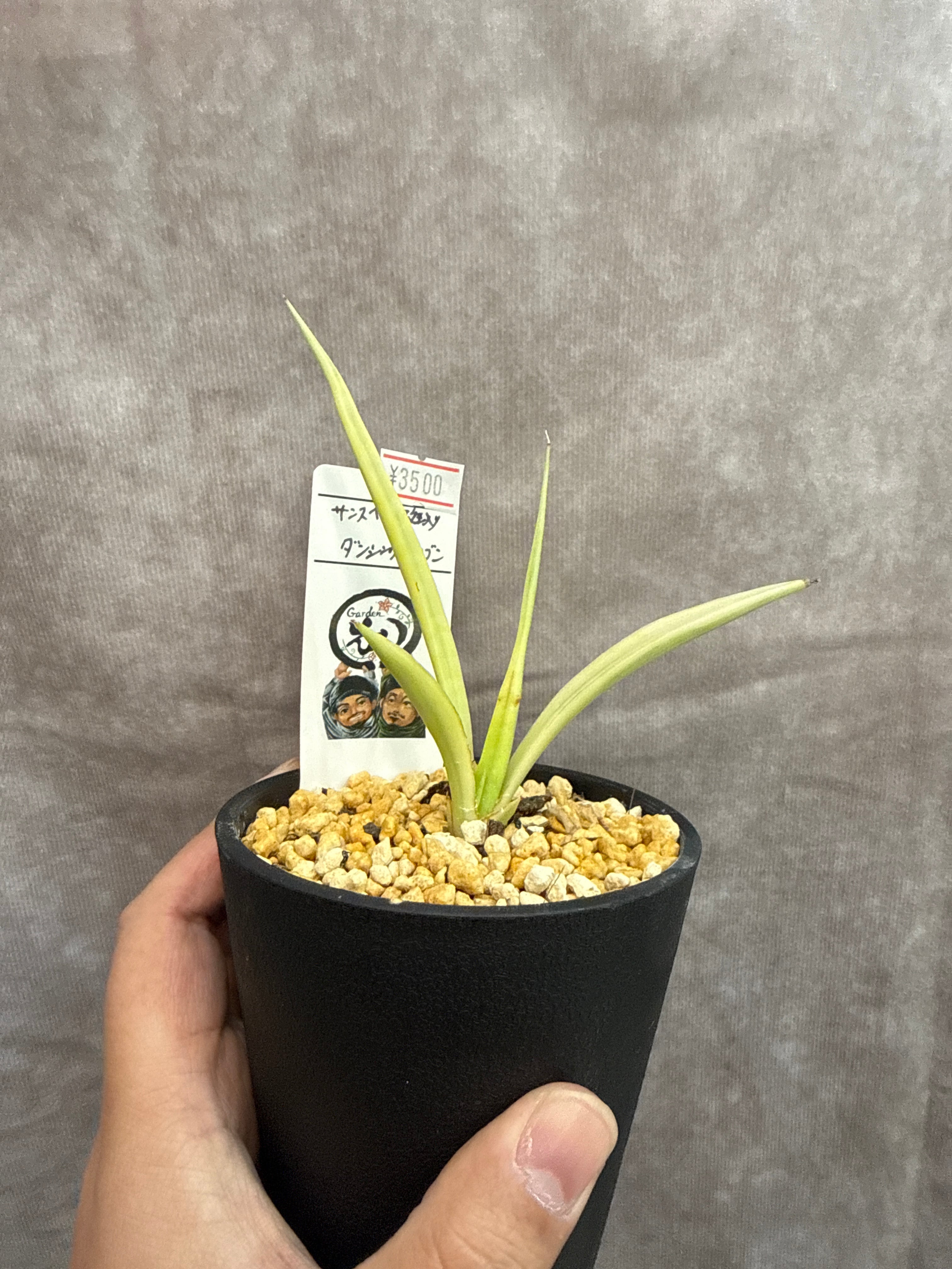 希少！ サンスベリア 'variegated' 