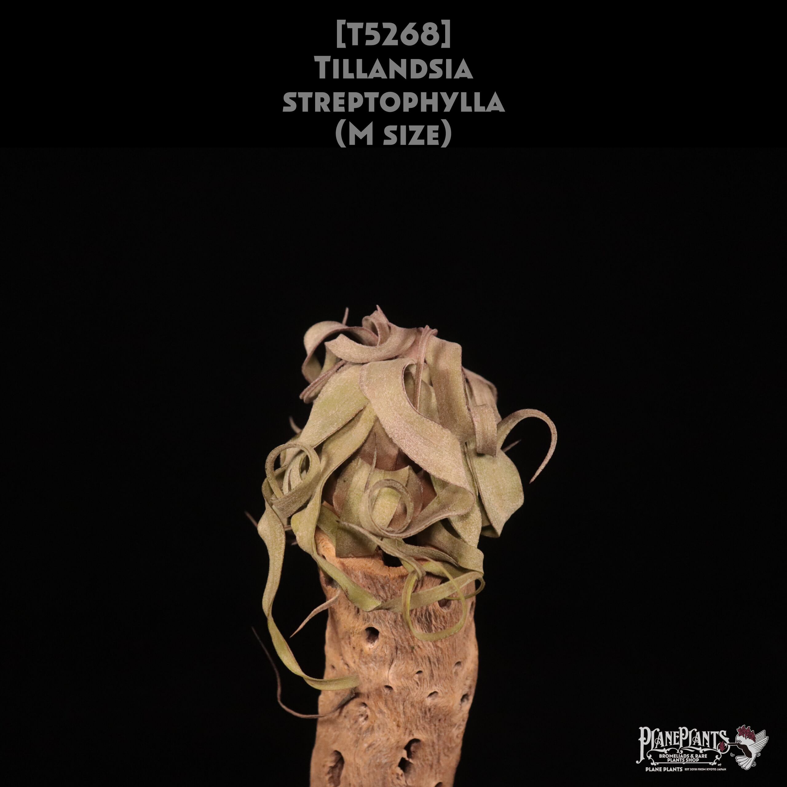【送料無料】streptophylla M〔エアプランツ〕現品発送T5268