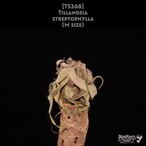 【送料無料】streptophylla M〔エアプランツ〕現品発送T5268