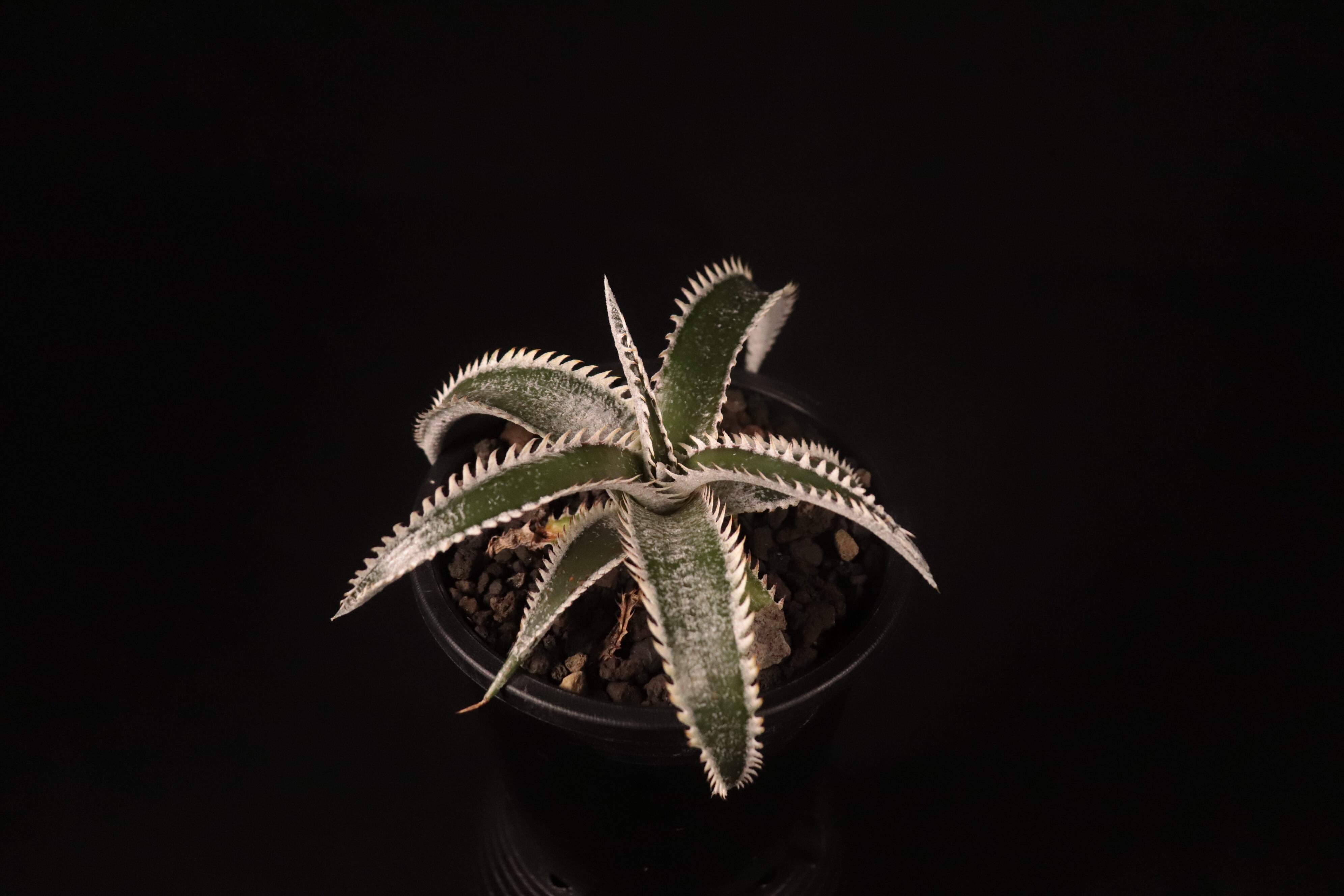 送料無料】Dyckia 'Obsidian' x ml 'Pink Spine'〔ディッキア〕現品
