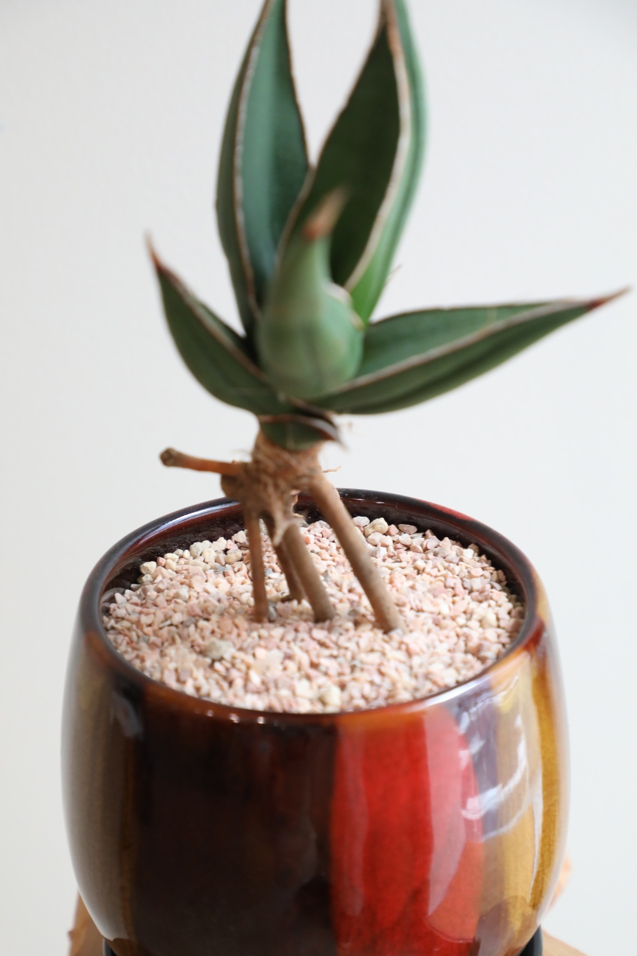 【S】サンスベリア ピングイキュラ/Sansevieria pinguicula ※陶器鉢付き