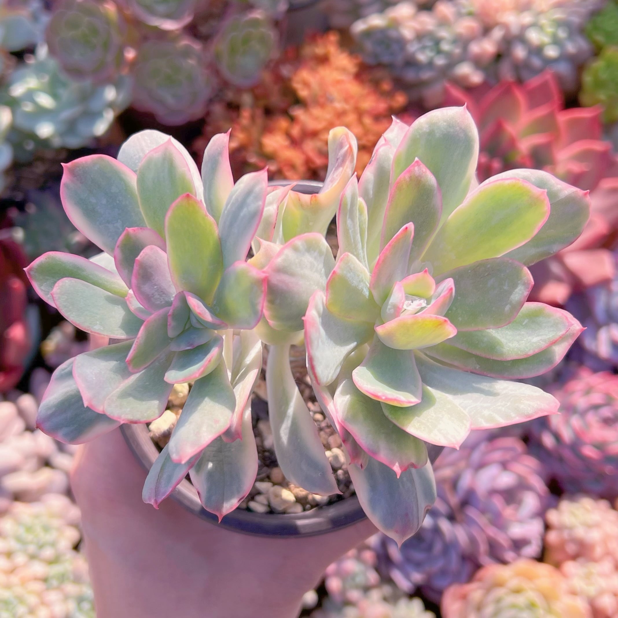 現品　ルエラ錦#405   古株   るる農園