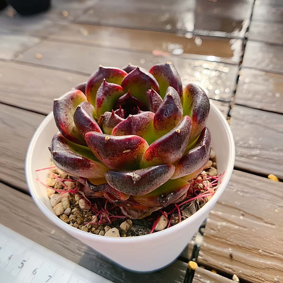 Top【選抜株】多肉植物　362380オレンジ グレープ　54個　鉢無し/脱土 多肉専門VERVE
