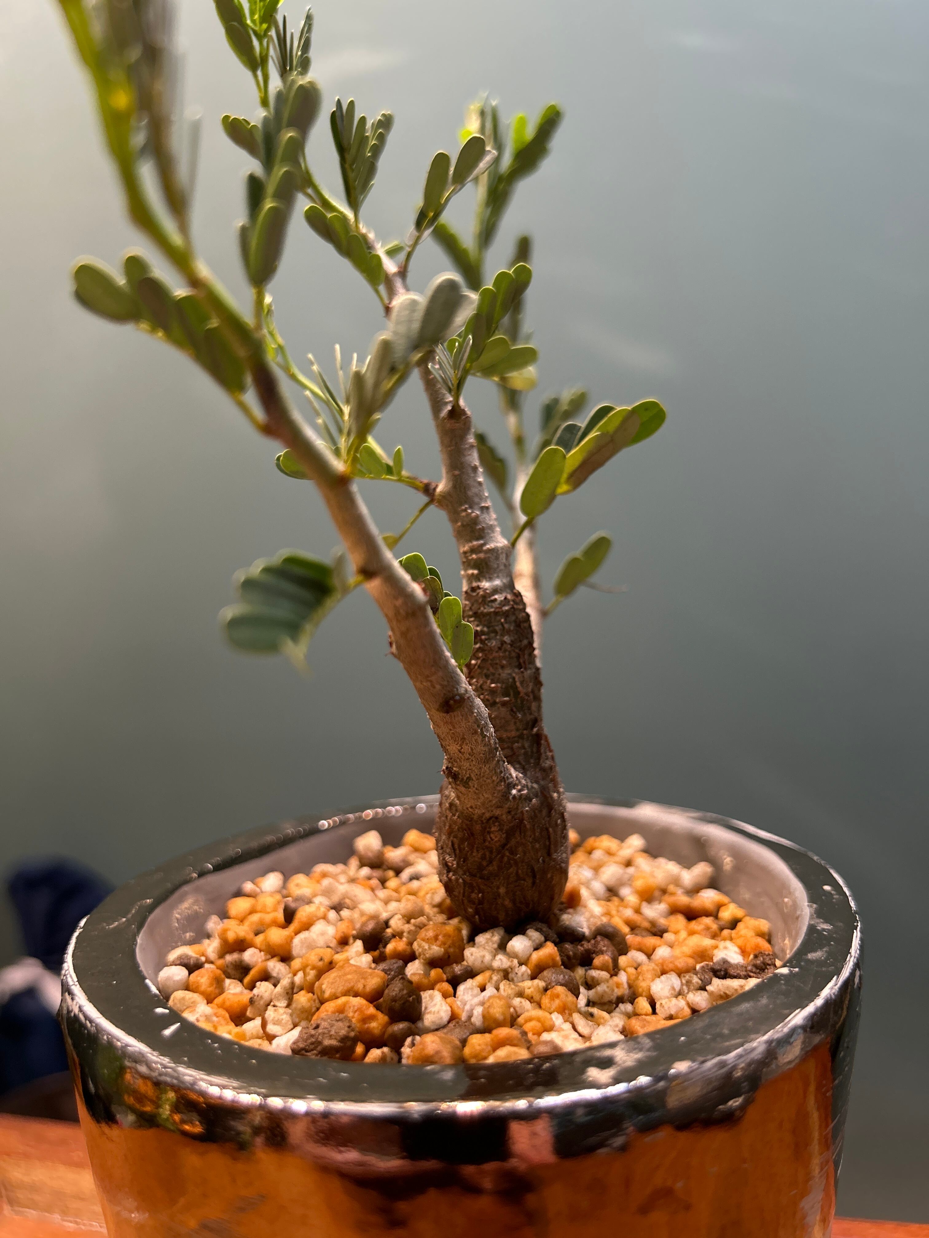 センナ メディリオナリス 鉢セット 室内向けの土 | 植物との暮らし apricot