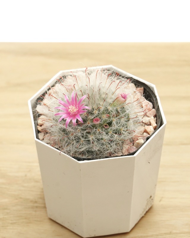 鉢植え マミラリア ボカサナ Mammillaria bocasana