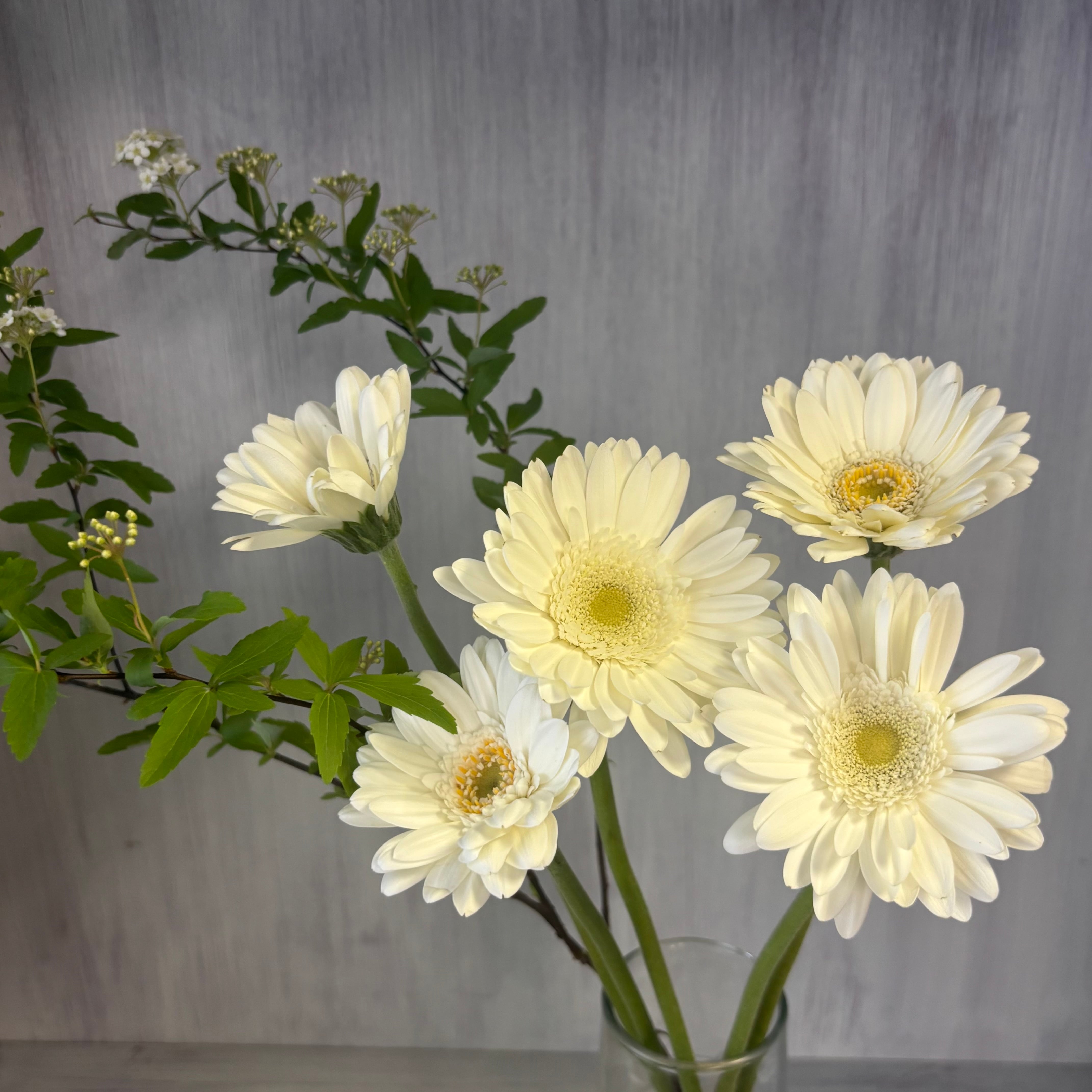 限定ミニ花束セット 即出荷】 ガーベラ＆コデマリ ホワイト | 新鮮お花