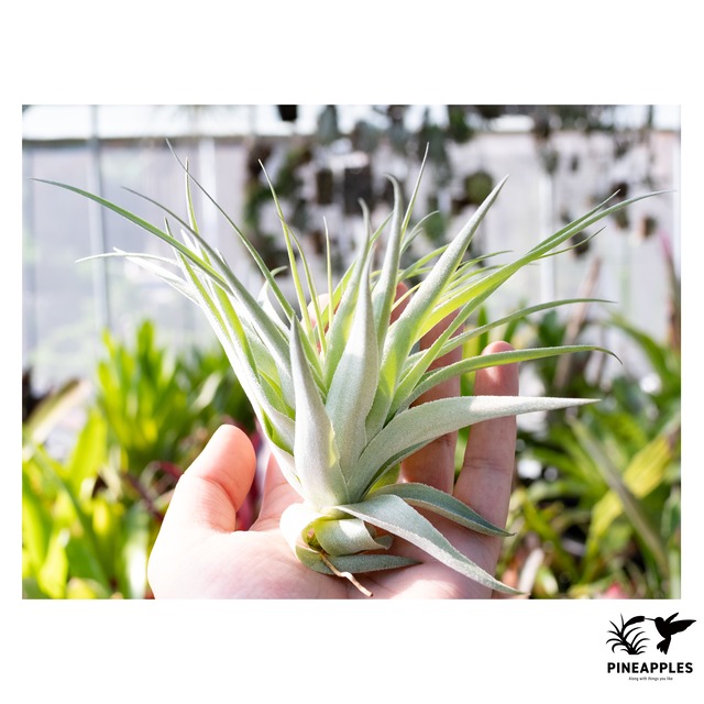 Tillandsia gardneri Natunal Hybrid 【現品】