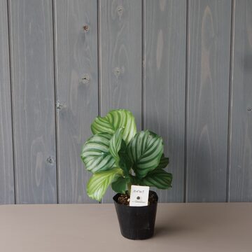 ストレリチア ストレチア 花芽付き レギネ 10号 120㎝ 大 | Pay ID