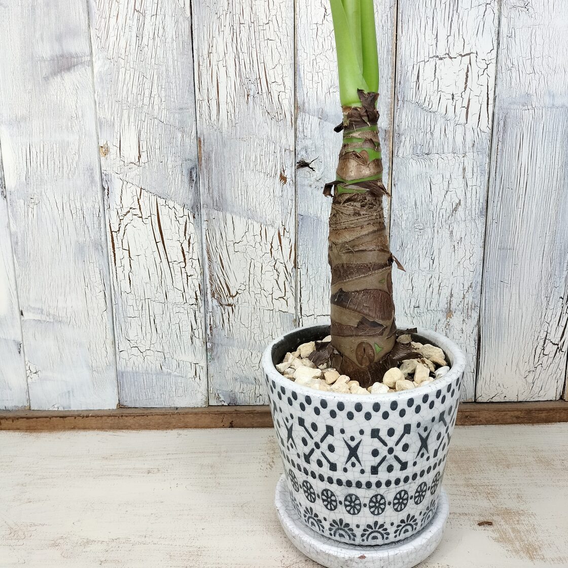 クワズイモ 観葉植物 | PAY ID