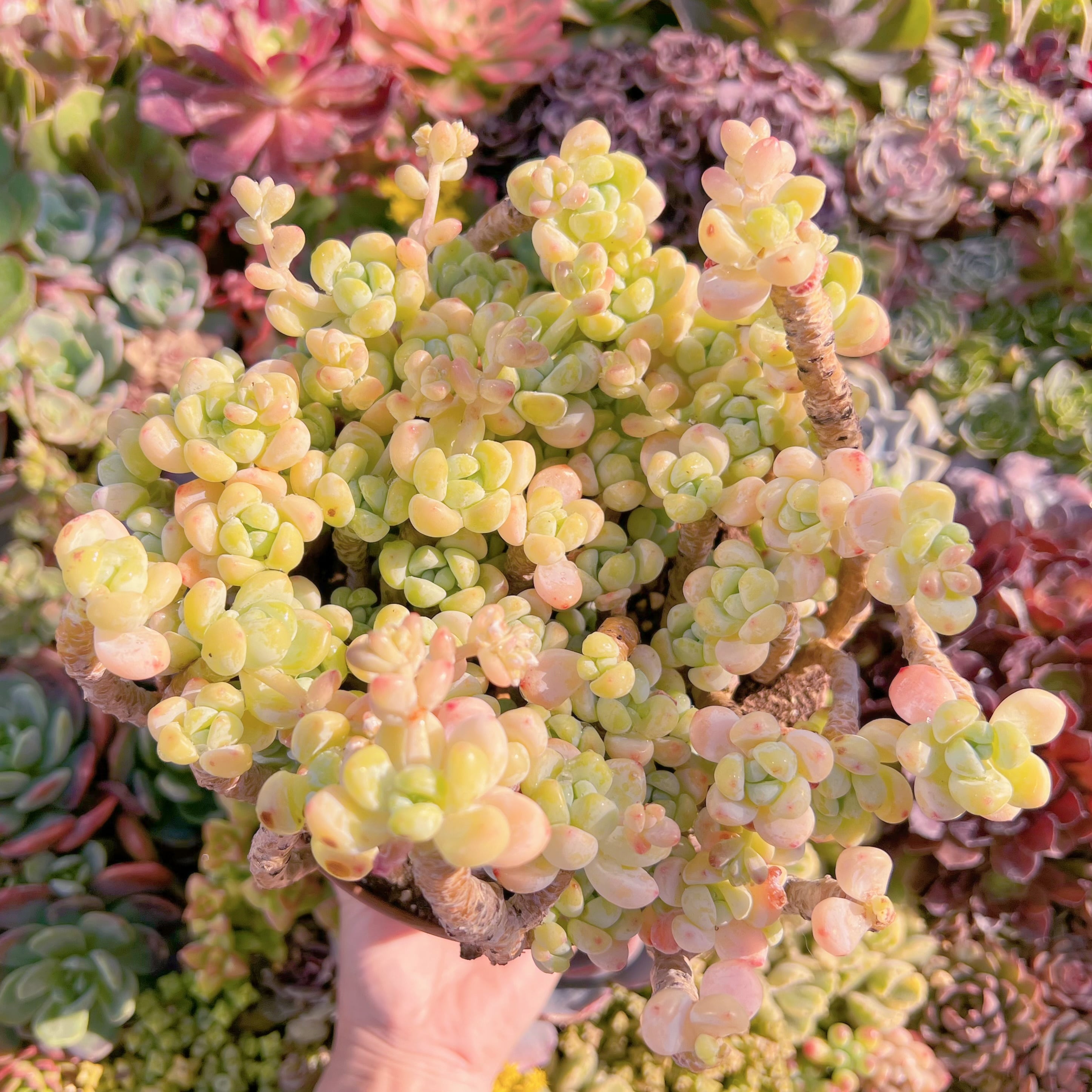 現品　ロッティ#648　特特大群生　新入荷　るる農園