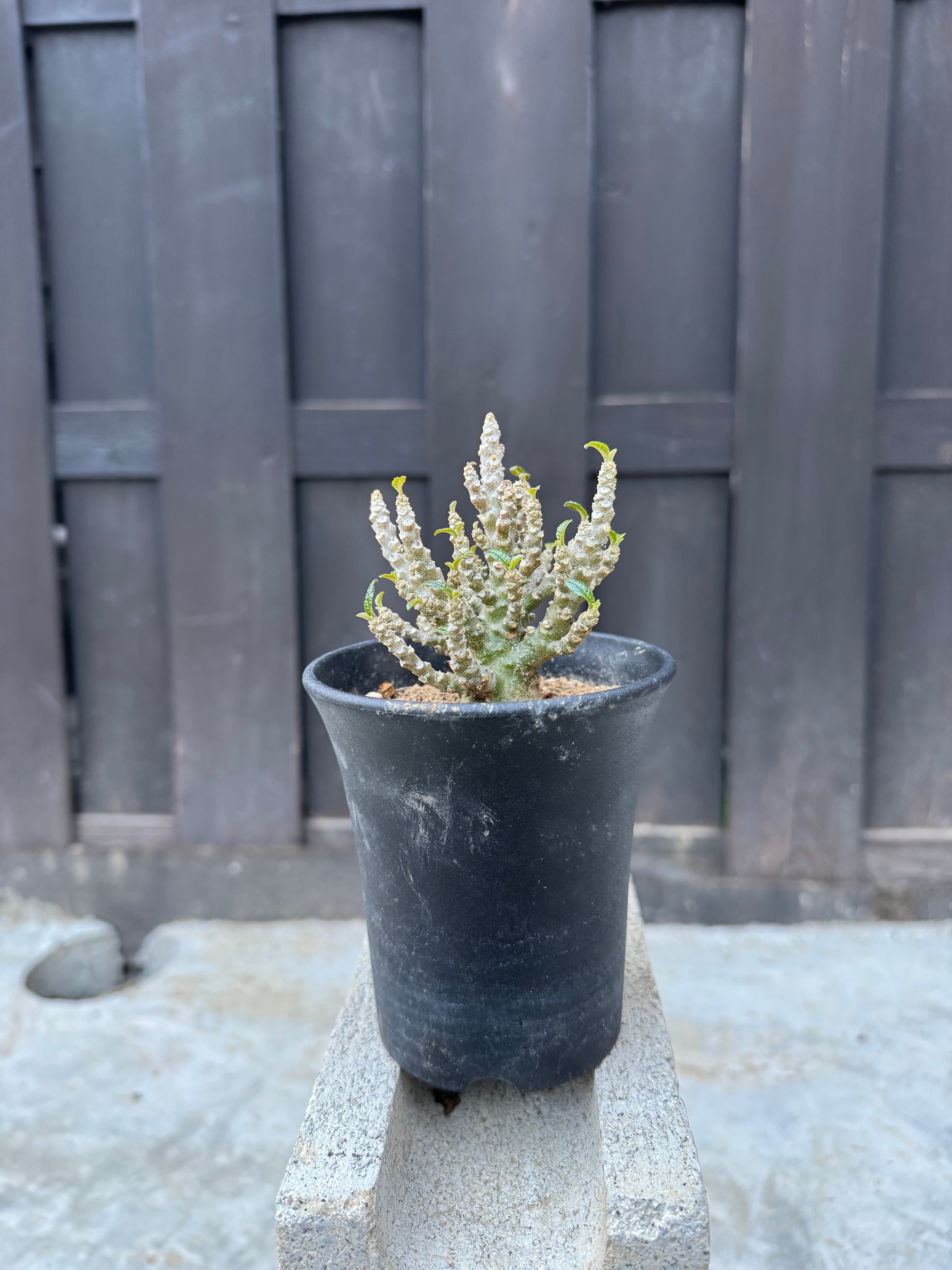極上品】Dorstenia gigas f. bullata × VALIEM 青坊主別注CROSSBONE