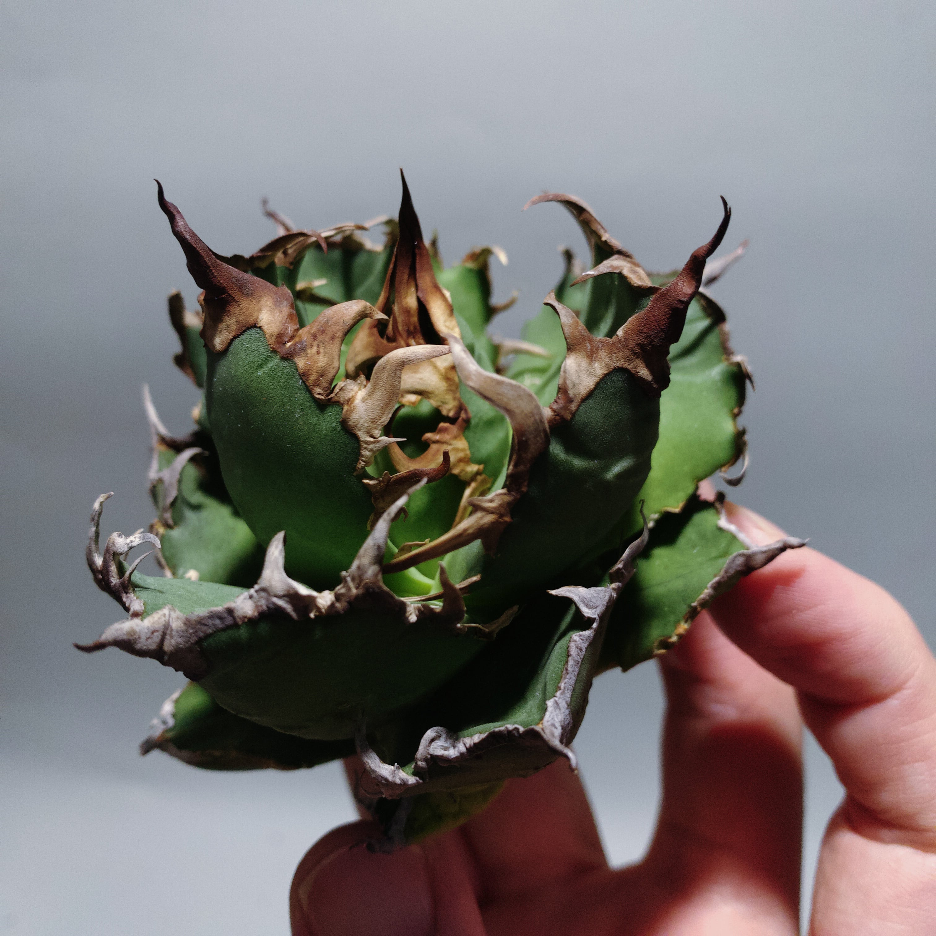 AGAVE OTEROI 2025実生株 ダブルトップスパイン 多肉植物業界を風靡する𝑨𝒈𝒂𝒗𝒆 𝒐𝒕𝒆𝒓𝒐𝒊とその近縁種たち