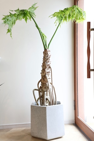 【23区内限定配送】セローム ゴールドリーフ 根上り/Philodendron selloum ※陶器鉢カバー別