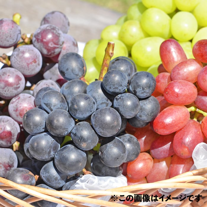 潮風®ぶどう しまねスイート（600g） | すくも特産品マルシェ