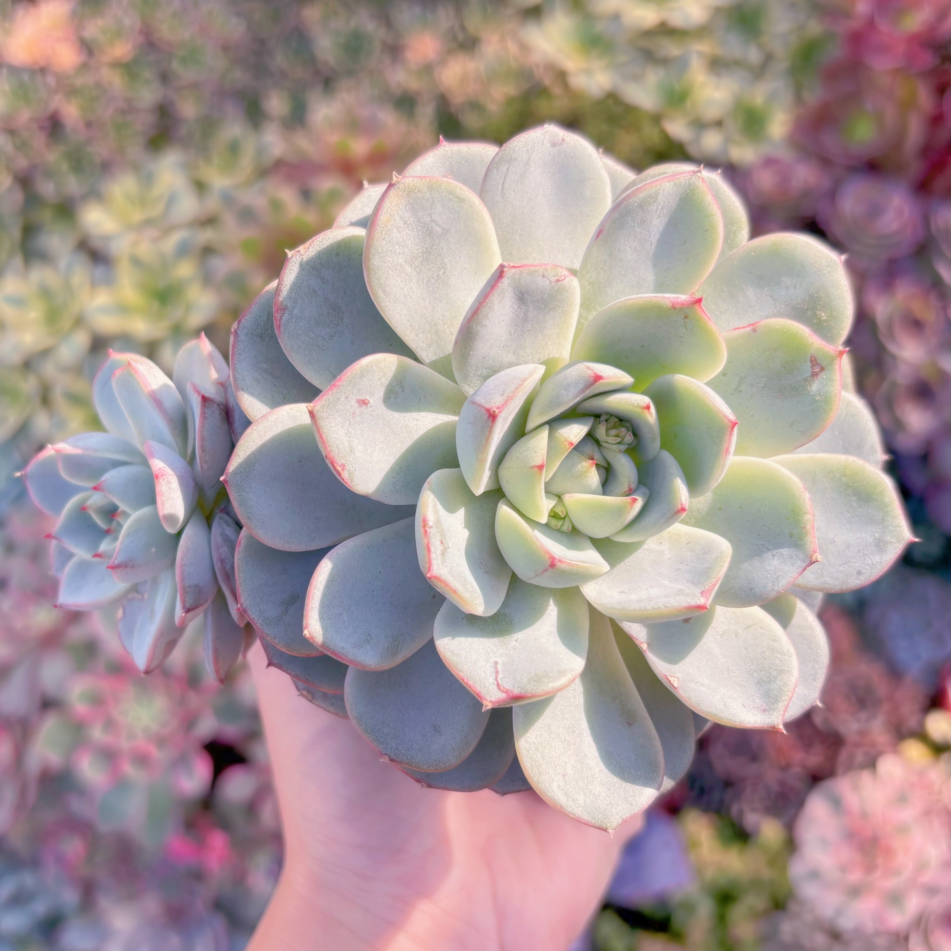 多肉植物　新品種　白金　大苗　新入荷　るる農園