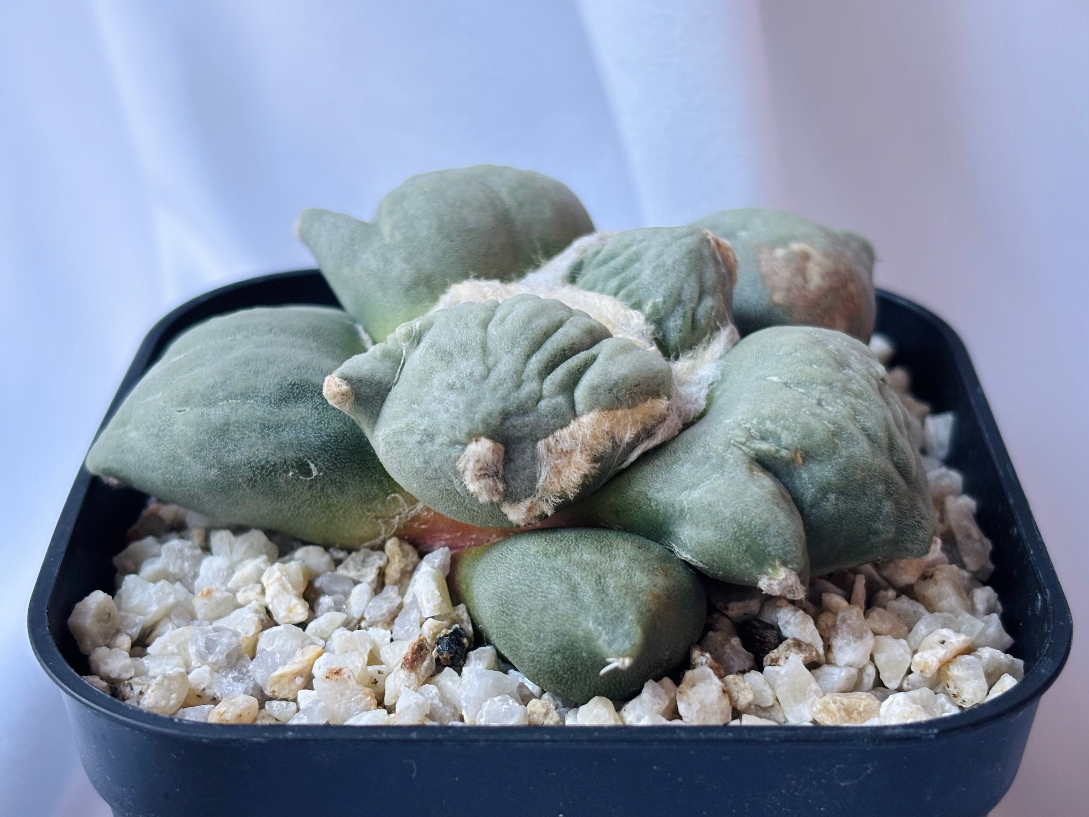 Ariocarpus furfuraceus f.monstrosa アリオカルプス 花牡丹モンスト