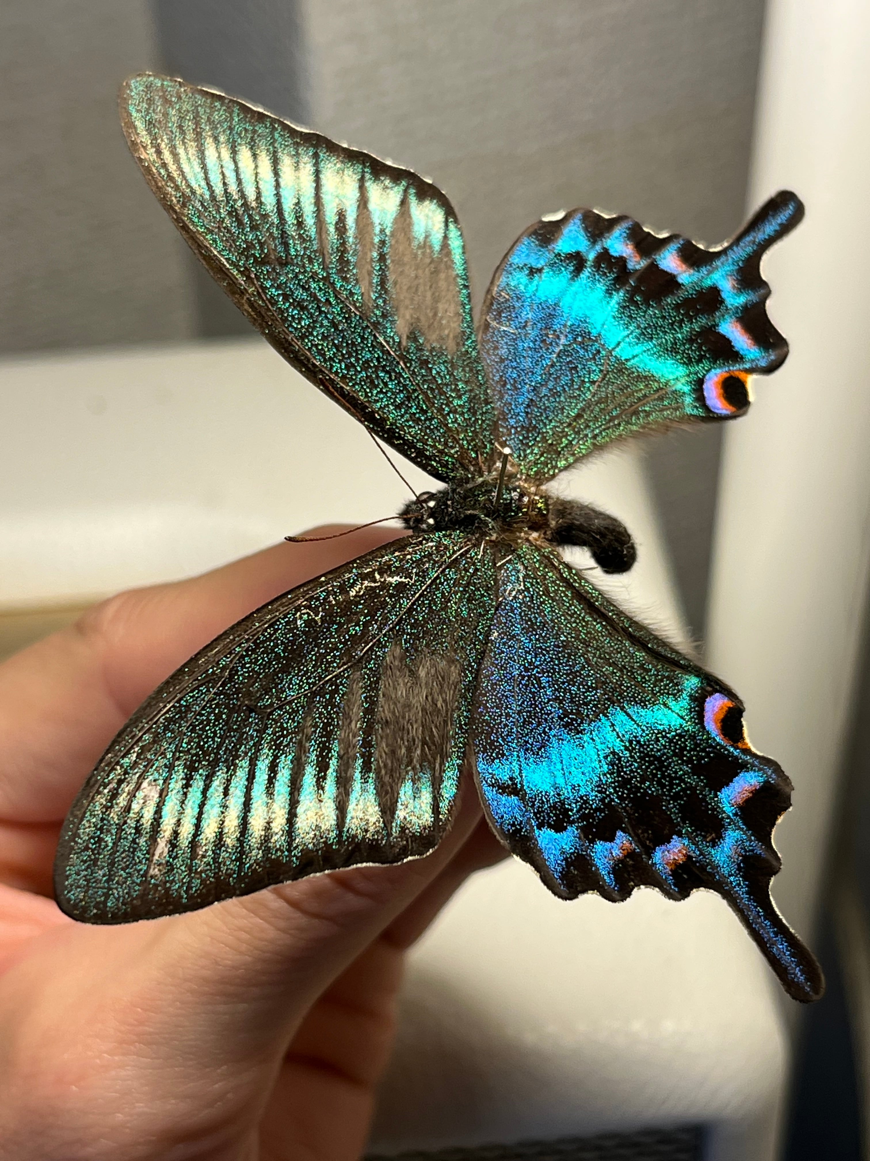 ミヤマカラスアゲハ 国産蝶標本 蝶標本 Papilio 標本 蝶 未展翅 採集品