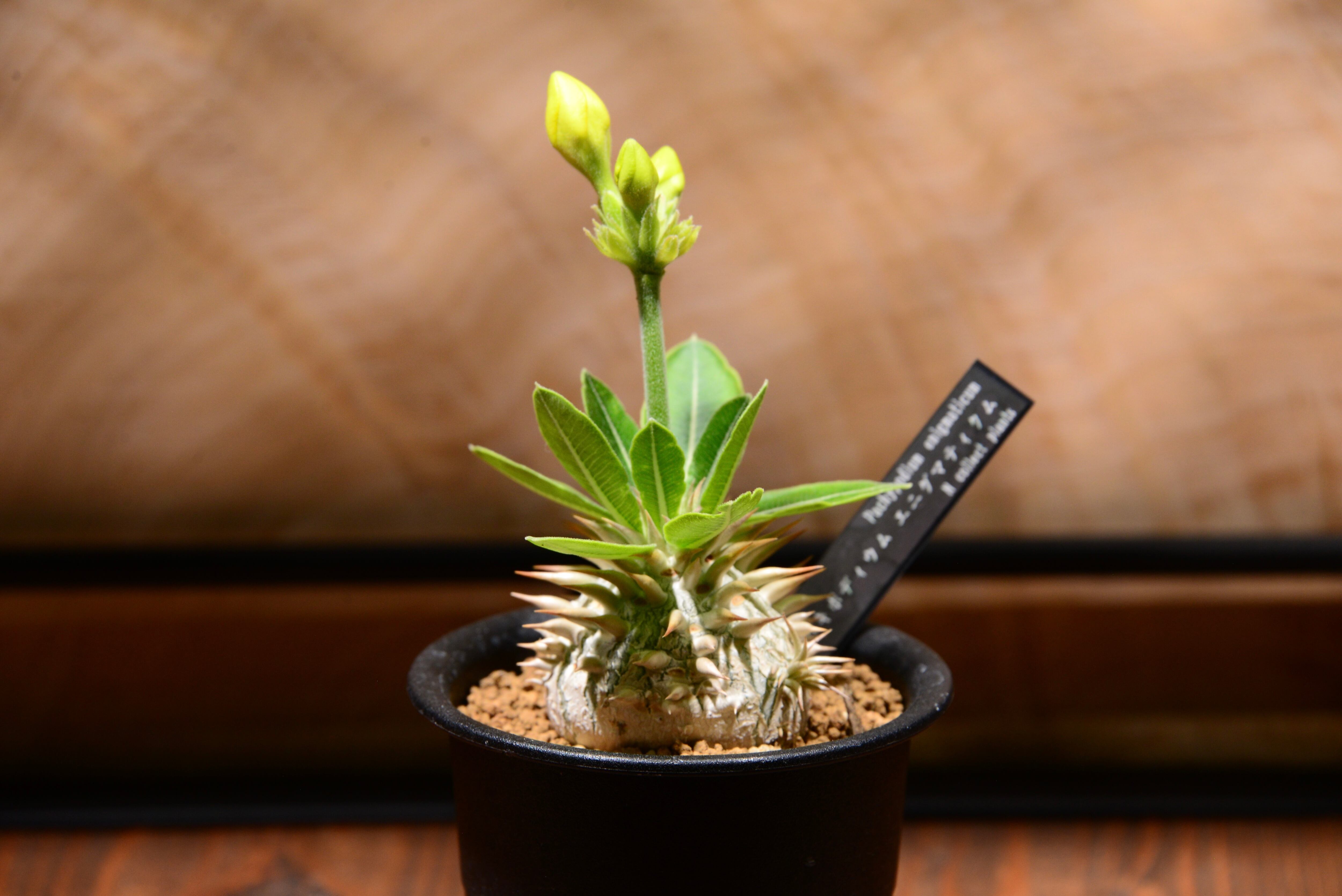 パキポディウム エニグマティクム〈実生〉 N collect plants パキポディウム エニグマティクム 実生