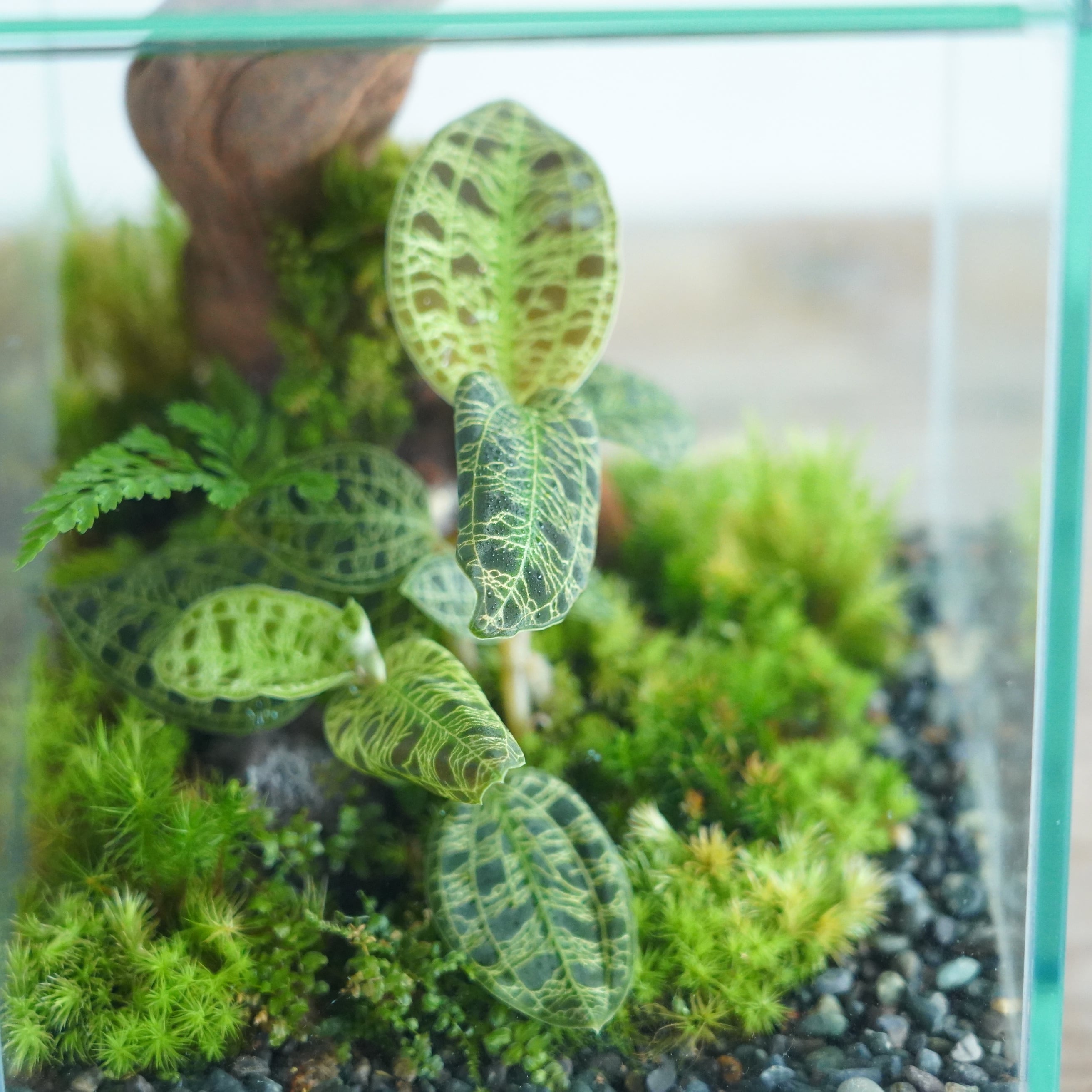 苔テラリウム作品『森の宝石』◇限定作品 2.20＃1 | 苔テラリウム専門