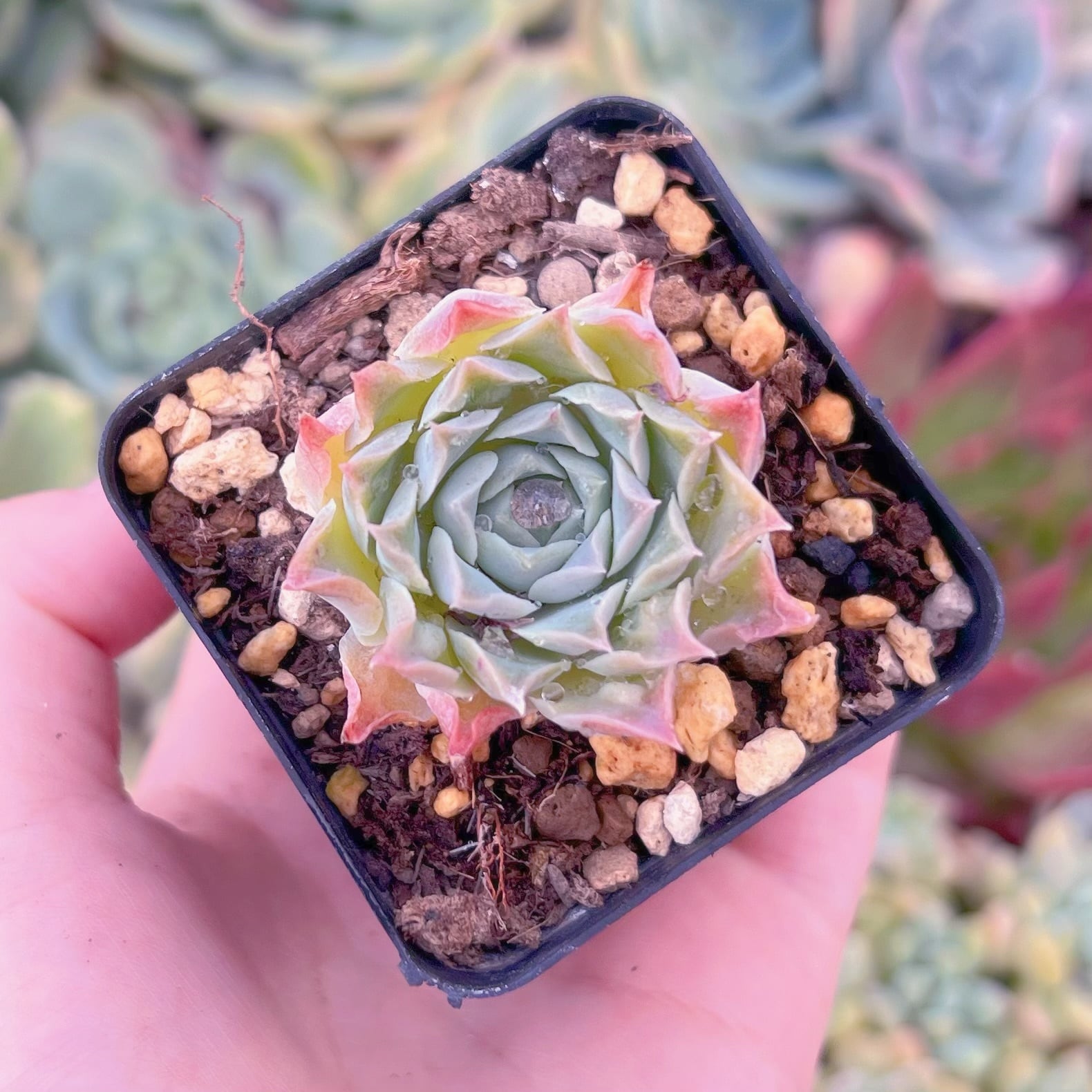 現品　 ヒアリナxハートチョイス#F249　るる農園