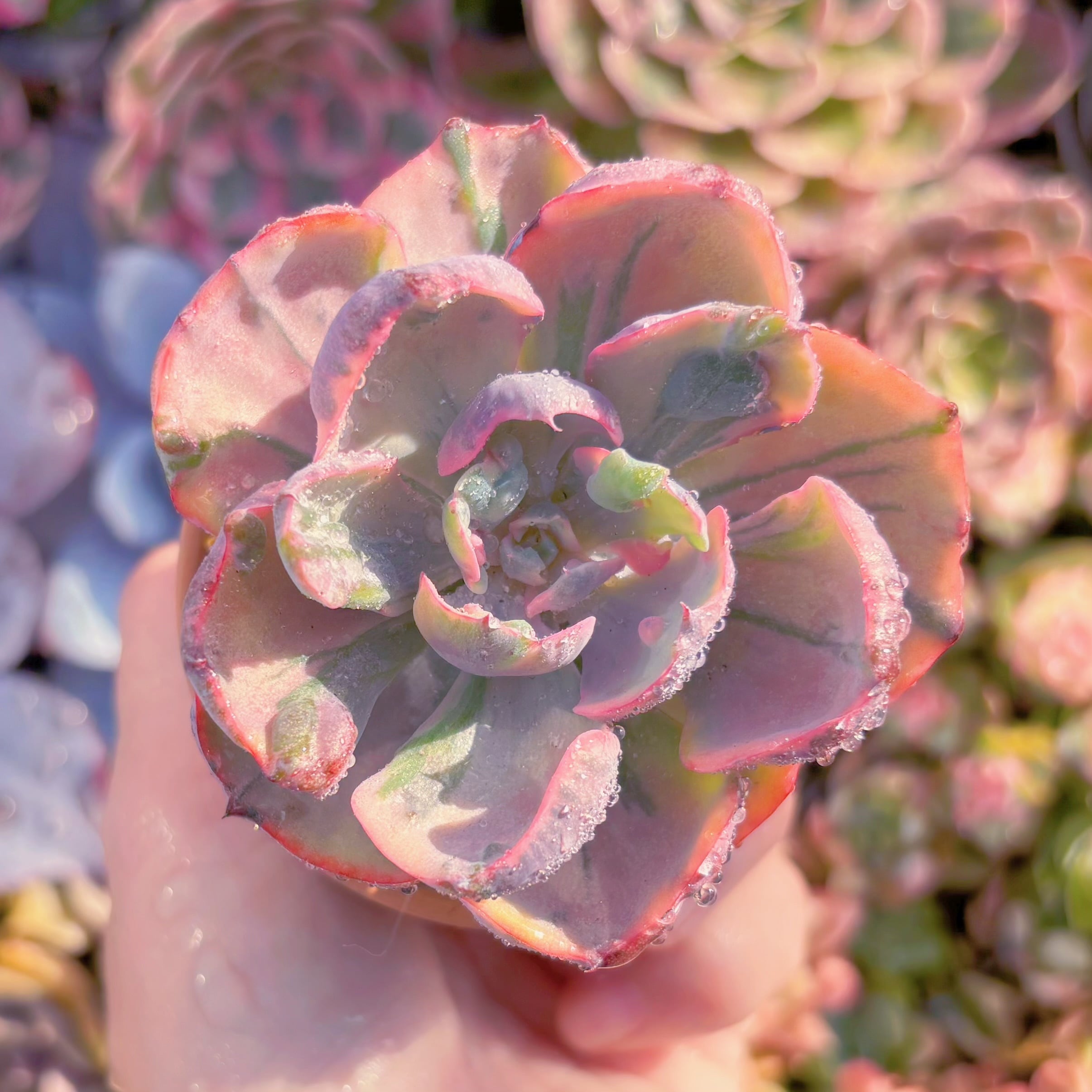 現品　ビヨンセ錦#K040　るる農園