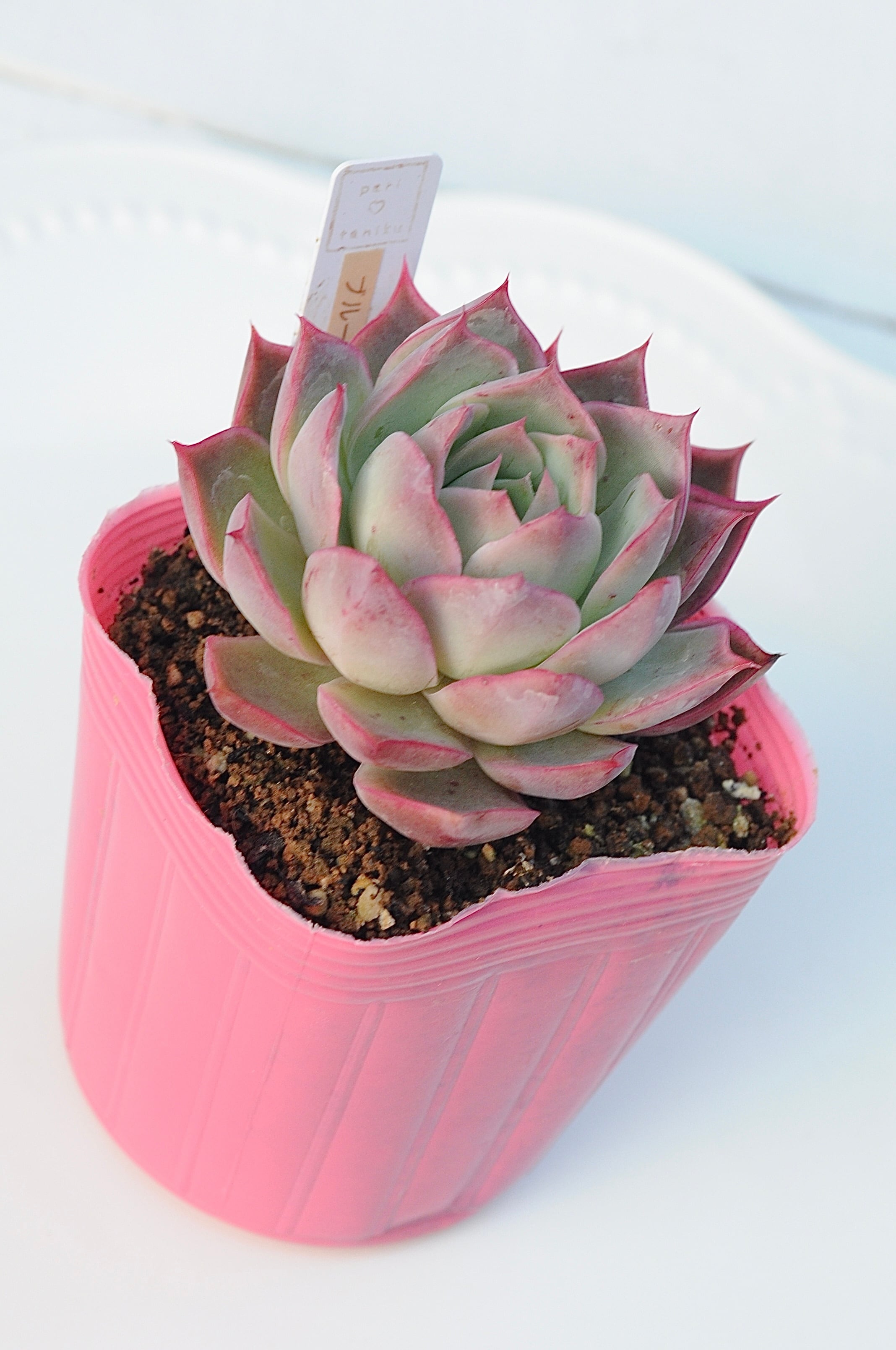 多肉植物 大苗 太幹 ピンクウィッチ 多頭 アエオニウム 美苗 #4 | PAY ID