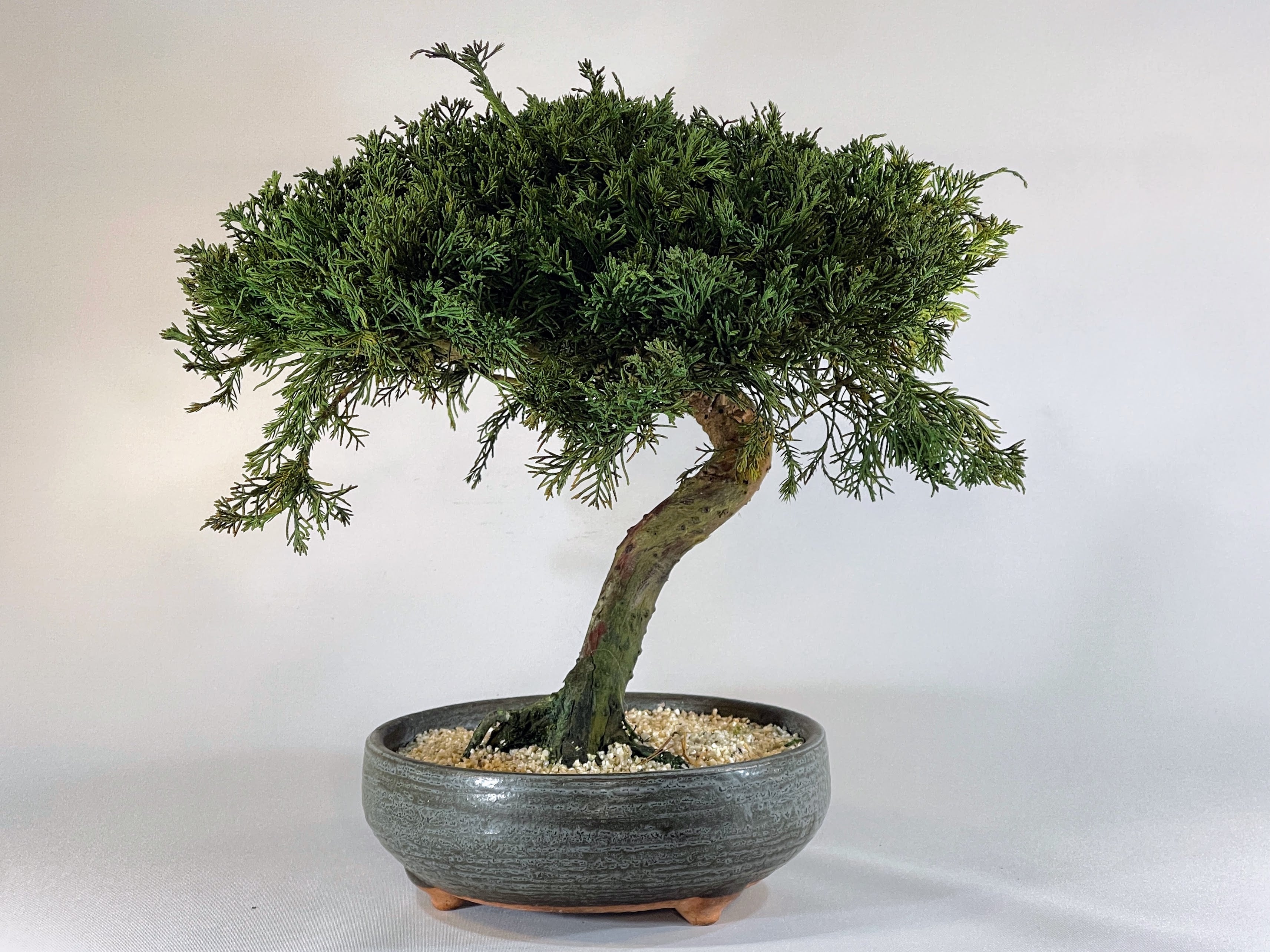ALL ITEM | DRY BONSAI TOKYO Online store