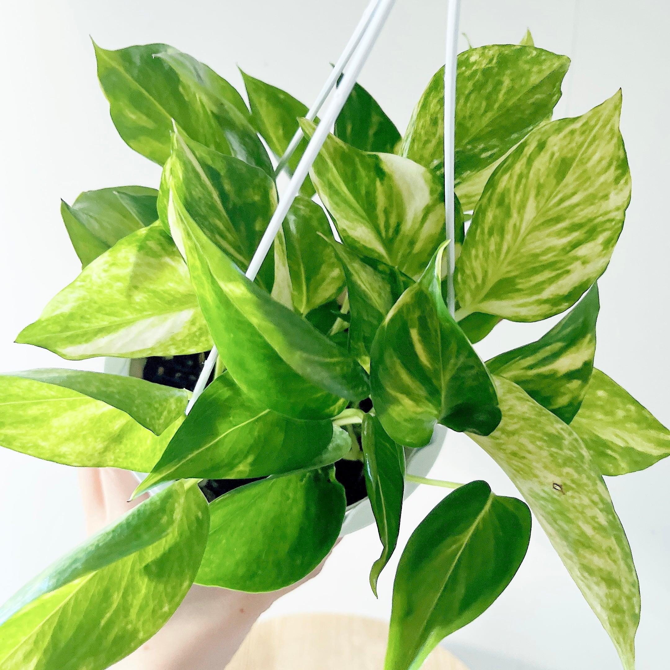 フペルジア グリーンゴエベリー やわらかに垂れる森のシダ｜calm cafe フペルジア グリーンゴエベリー やわらかに垂れる森のシダ｜calm cafe