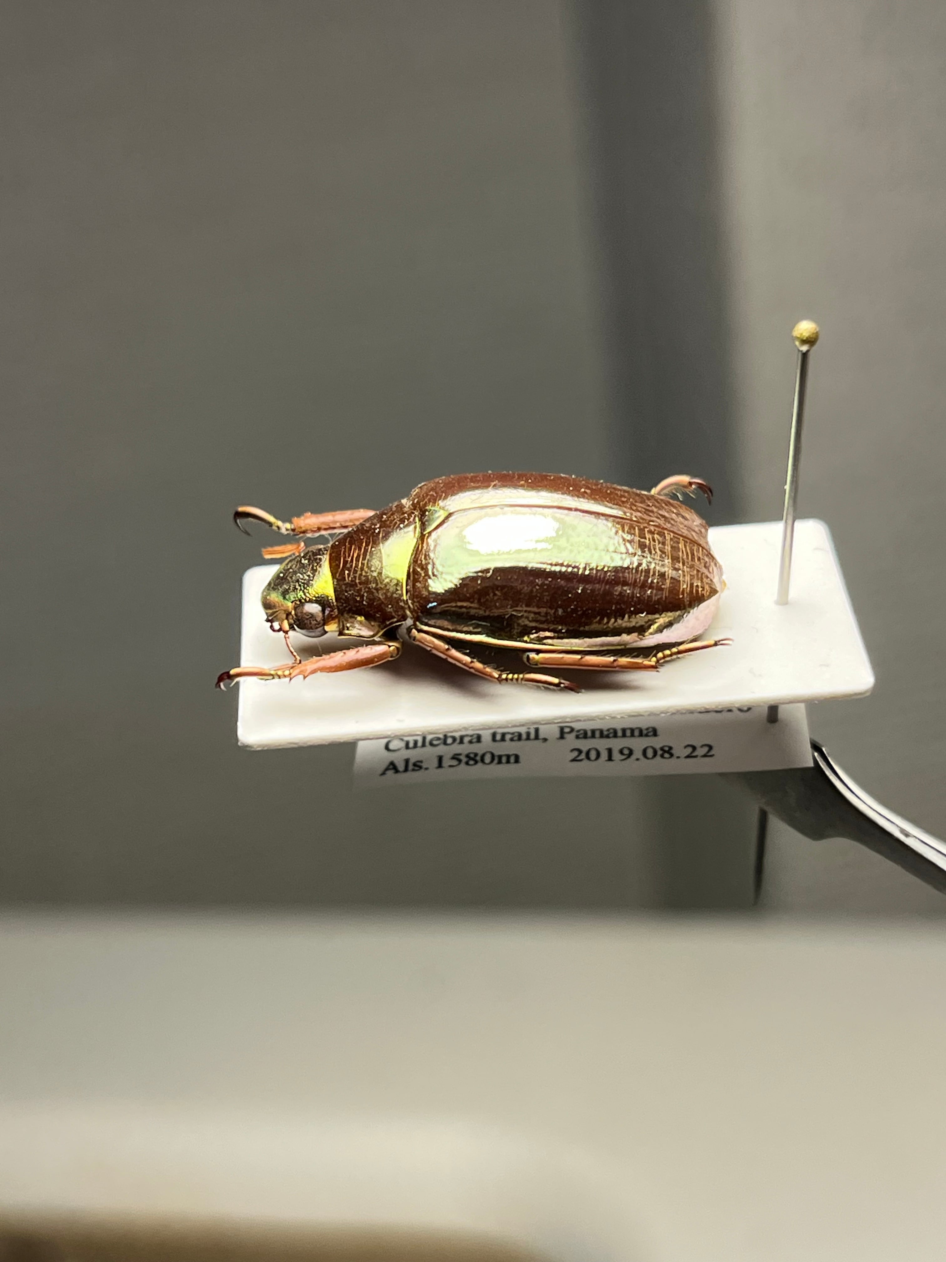 23mm】オプティマプラチナコガネ 標本 頭が金！カナブン ウグイス