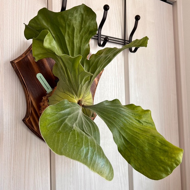 ビカクシダ エレファントティス 中株 板付 【観葉植物 壁掛け コウモリラン】
