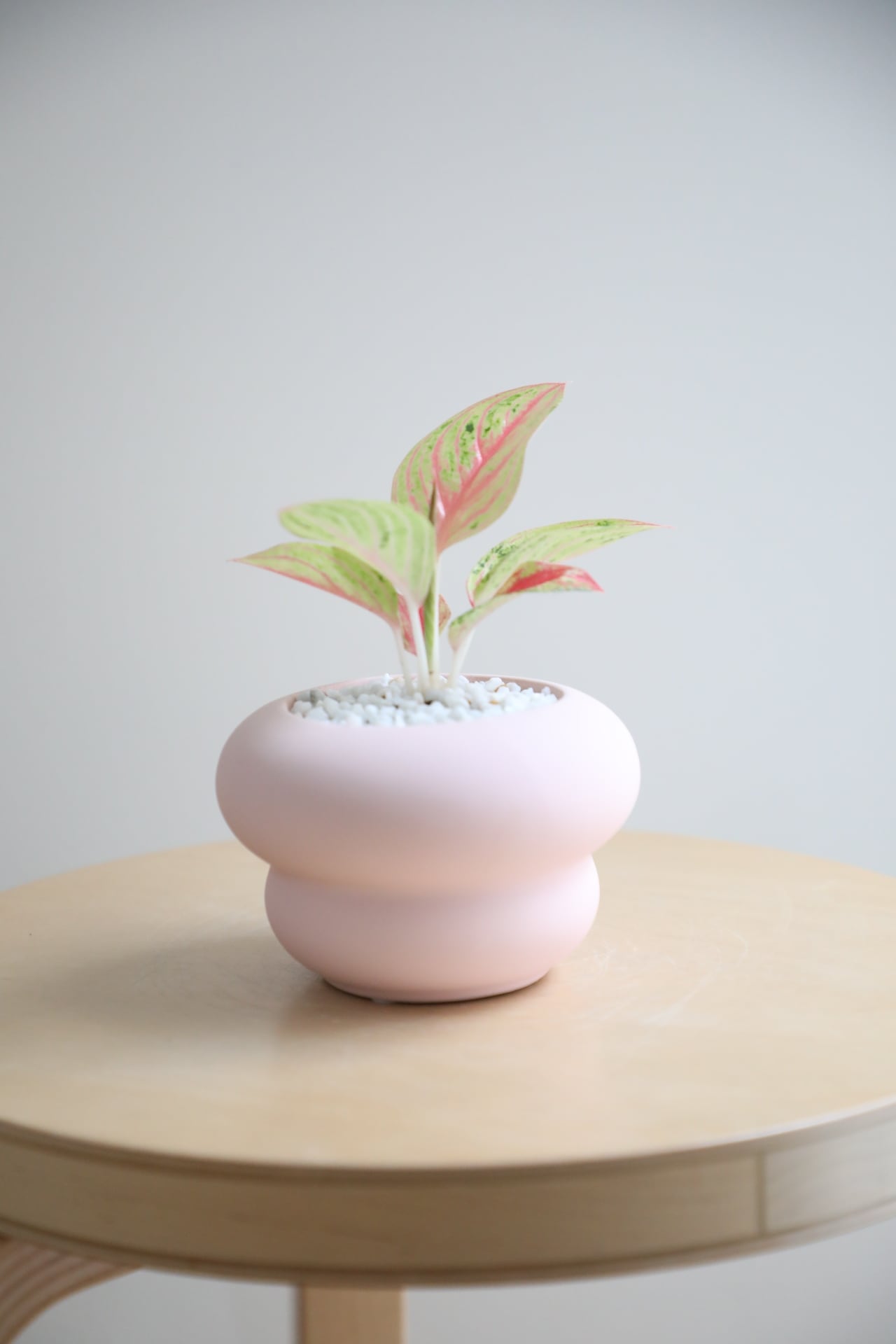 S】アグラオネマ ゴールデンスター/Aglaonema | 【厳選植物・器