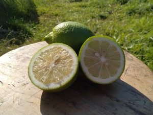 寒露のよりこんぼセット